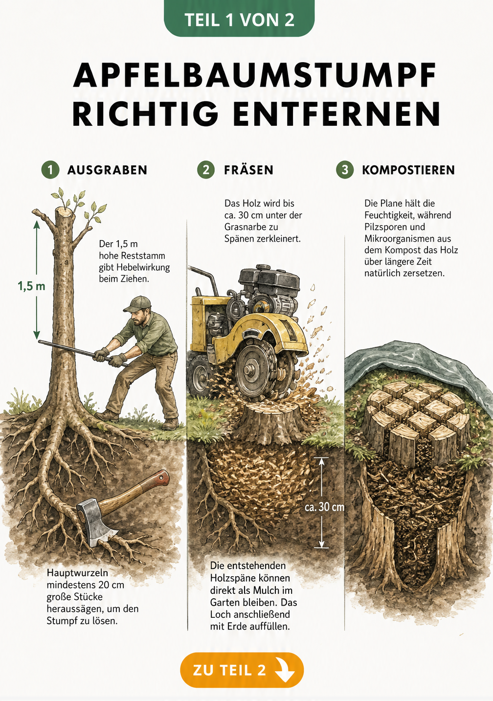 Illustration von drei Methoden zum Entfernen eines Apfelbaumstumpfs: Ausgraben mit Hebelwirkung, Fräsen mit einer Stubbenfräse und Kompostieren mit...
