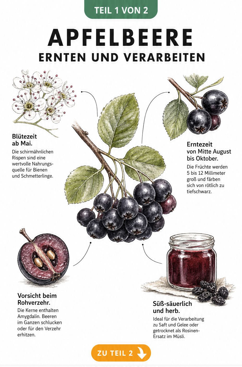 Botanische Illustration eines Apfelbeeren-Zweigs mit Blüte, reifer Beere, Querschnitt und einem Glas Aroniasaft