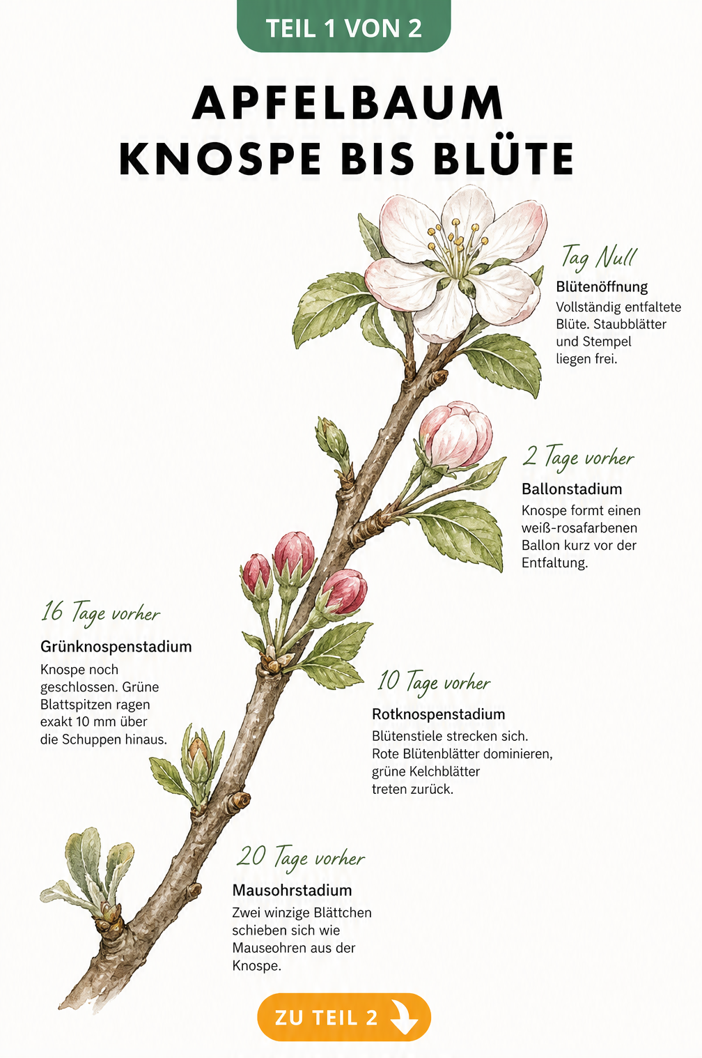 Botanische Illustration der Apfelblüten-Entwicklung vom Mausohrstadium bis zur geöffneten Blüte