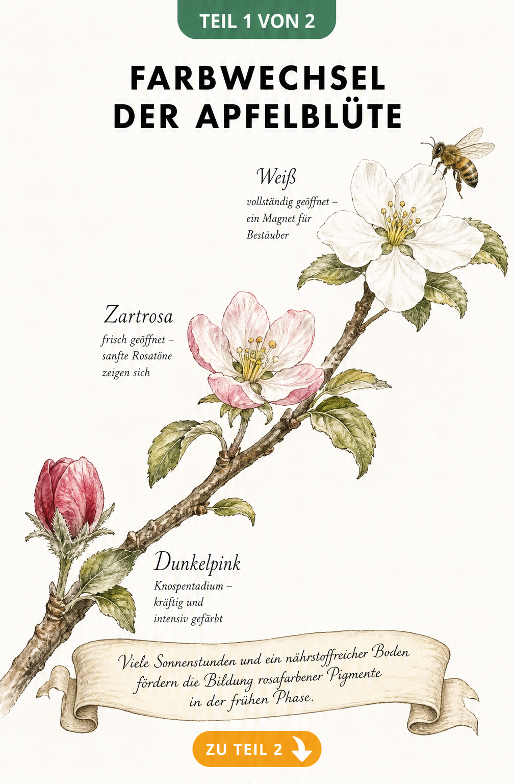 Botanische Illustration einer Apfelblüte, die den Farbwechsel von einer pinken Knospe über eine zartrosa Blüte bis zur reinweißen Blüte zeigt.