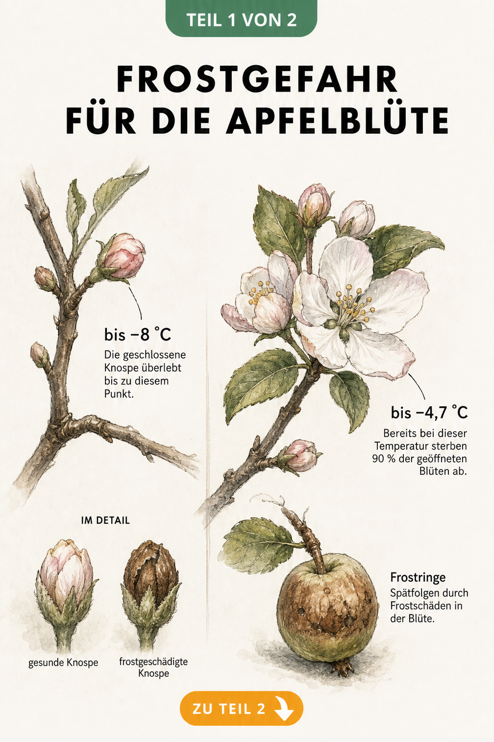 Botanische Illustration eines Apfelzweigs, die die Frosttoleranz von geschlossenen und geöffneten Apfelblüten bei Minusgraden zeigt.