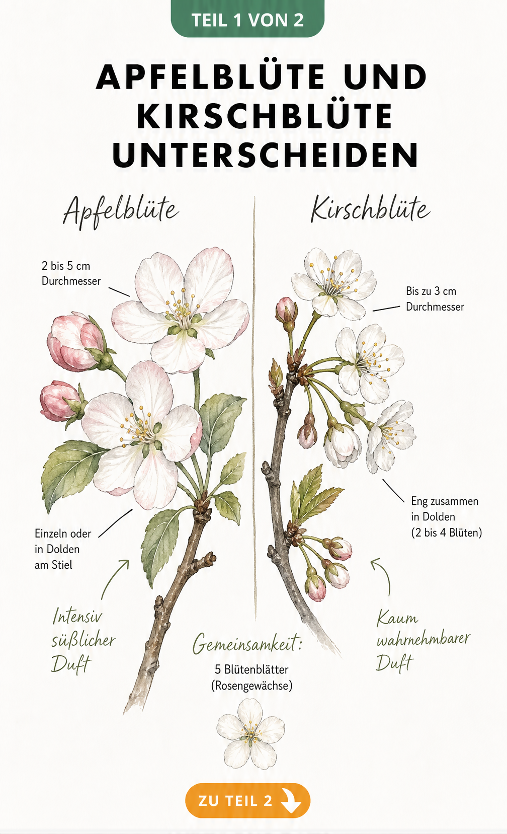 Botanische Illustration von Apfelblüte und Kirschblüte mit Merkmalen wie Durchmesser und Duft