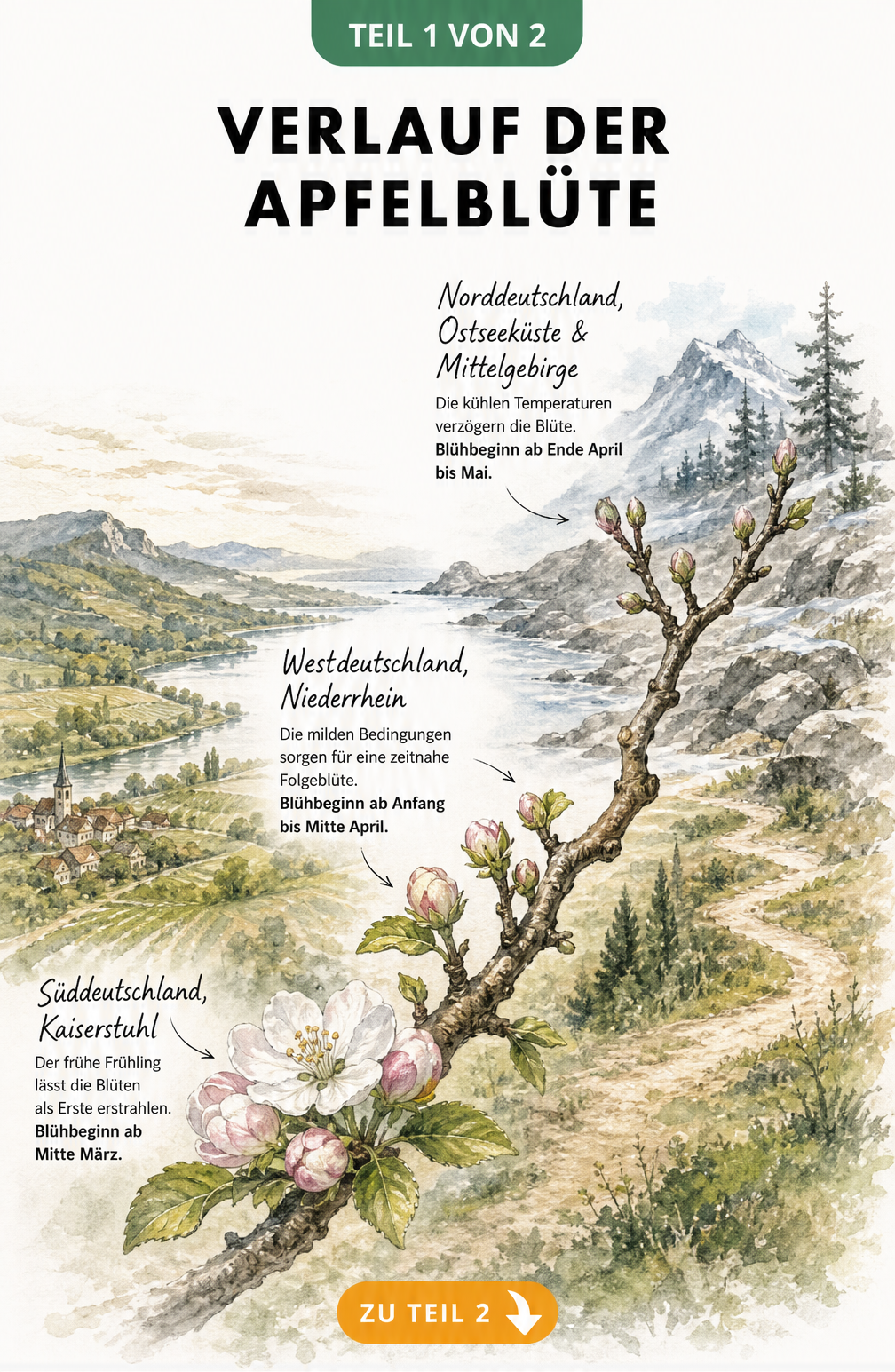 Aquarell-Landschaft zeigt den Verlauf der Apfelblüte in Deutschland von Süd nach Nord mit unterschiedlichen Blühstadien