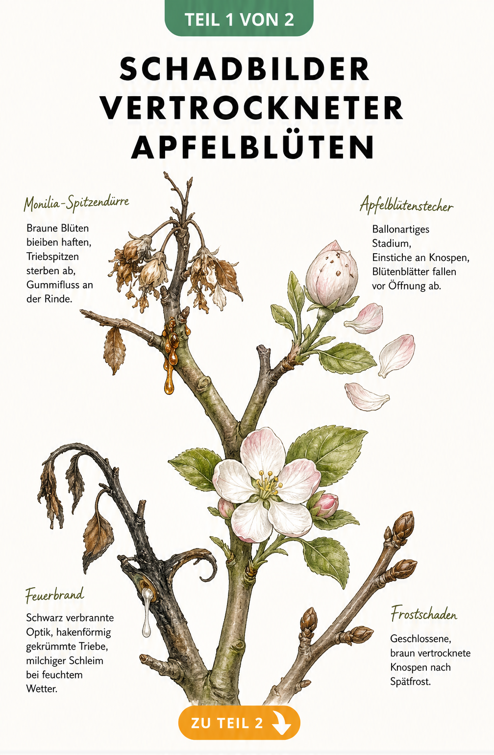 Illustration von vier Schadbildern an Apfelblüten: Monilia-Spitzendürre, Apfelblütenstecher, Feuerbrand und Frostschaden.