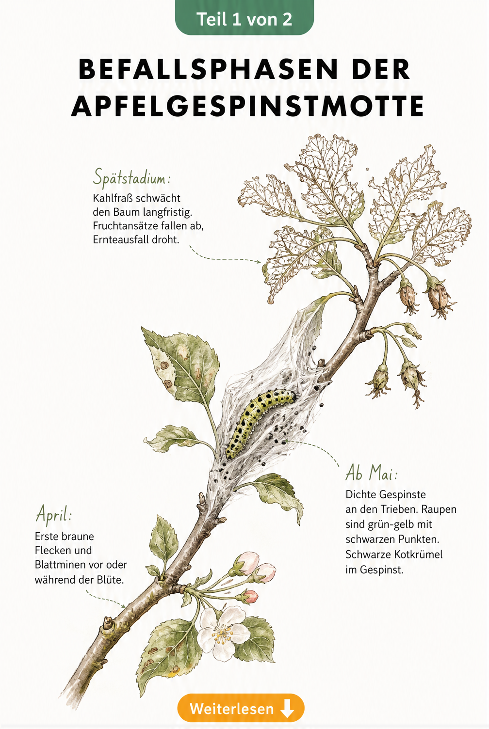 Illustration eines Apfelbaumastes, der die drei Befallsphasen der Apfelgespinstmotte von April bis zum Spätstadium zeigt.