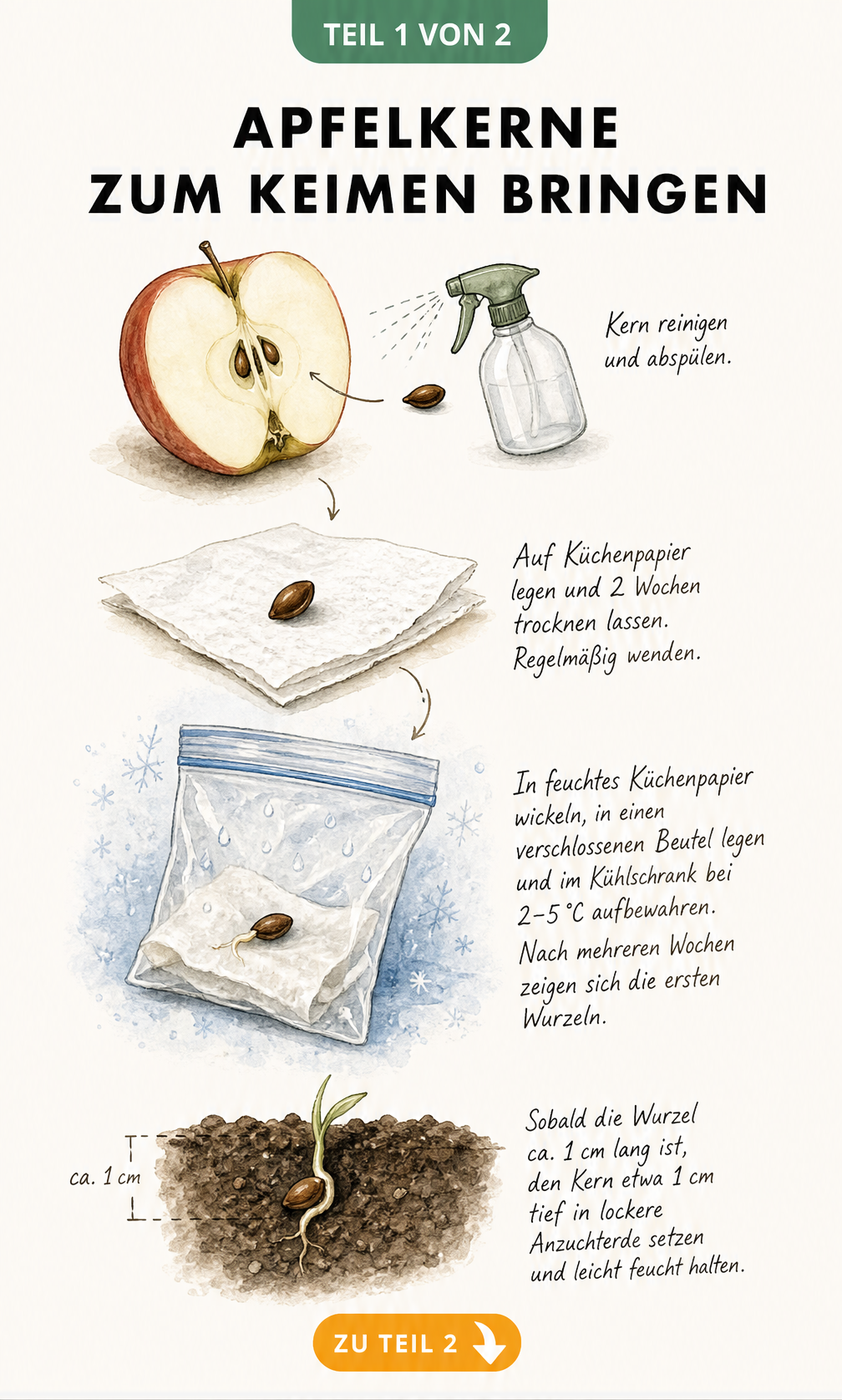 Illustration eines Apfelkerns, der gereinigt, getrocknet und im Kühlschrank stratifiziert wird, bis er keimt.