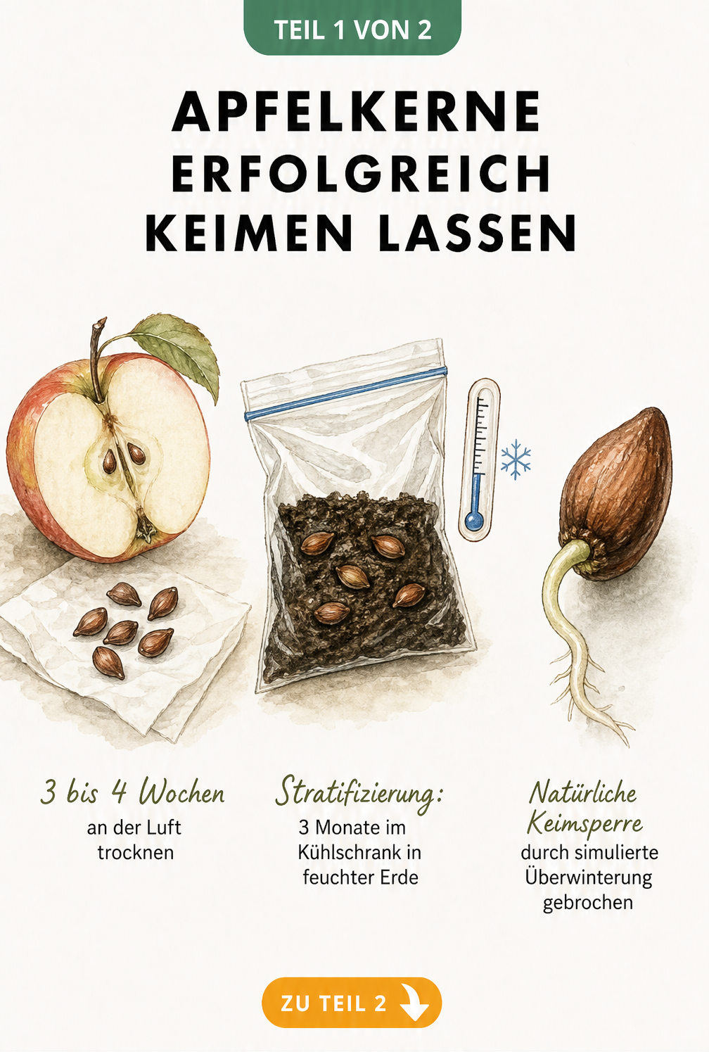 Illustration von Apfelkernen, die getrocknet, im Kühlschrank stratifiziert und schließlich gekeimt werden.