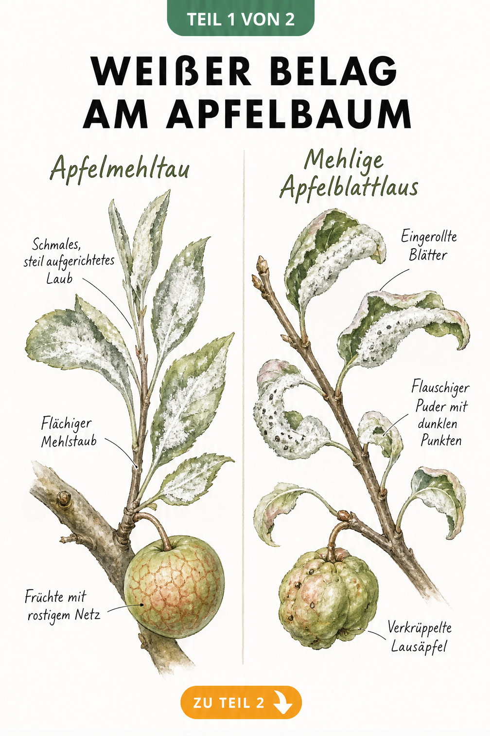 Botanische Illustration von Apfelmehltau und mehliger Apfelblattlaus im Vergleich an Apfelbaumzweigen