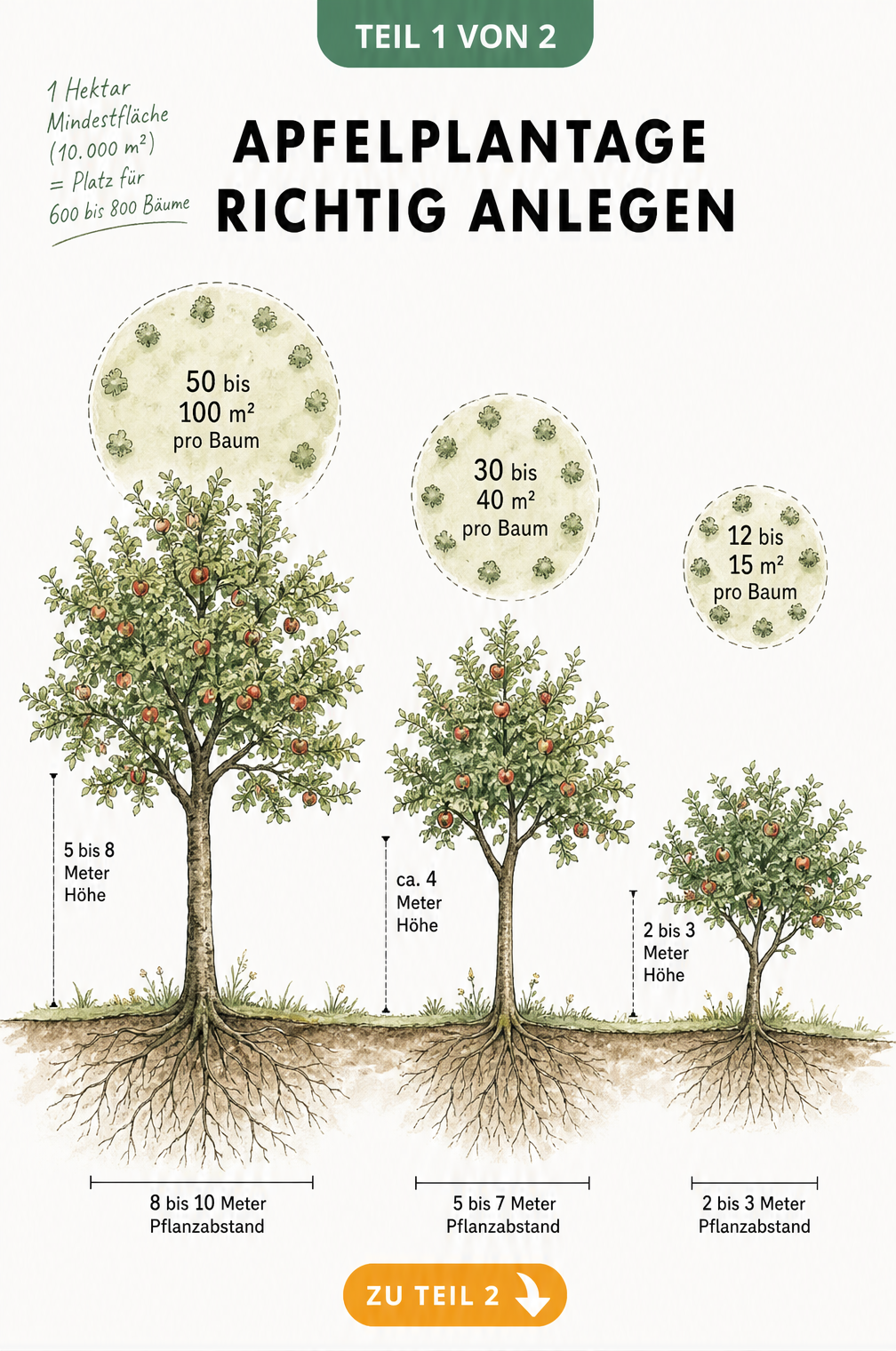 Illustration von drei Apfelbäumen im Vergleich: Hochstamm, Halbstamm und Buschbaum mit Platzbedarf für eine Apfelplantage