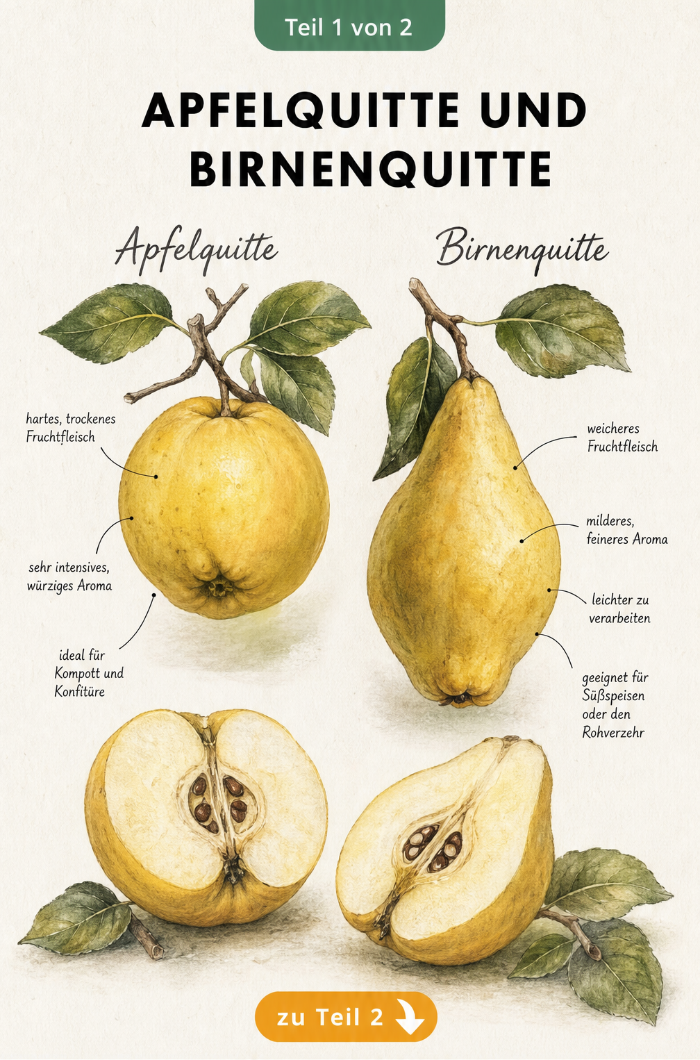 Botanische Illustration einer Apfelquitte und einer Birnenquitte mit Beschriftungen zu Form und Verwendung