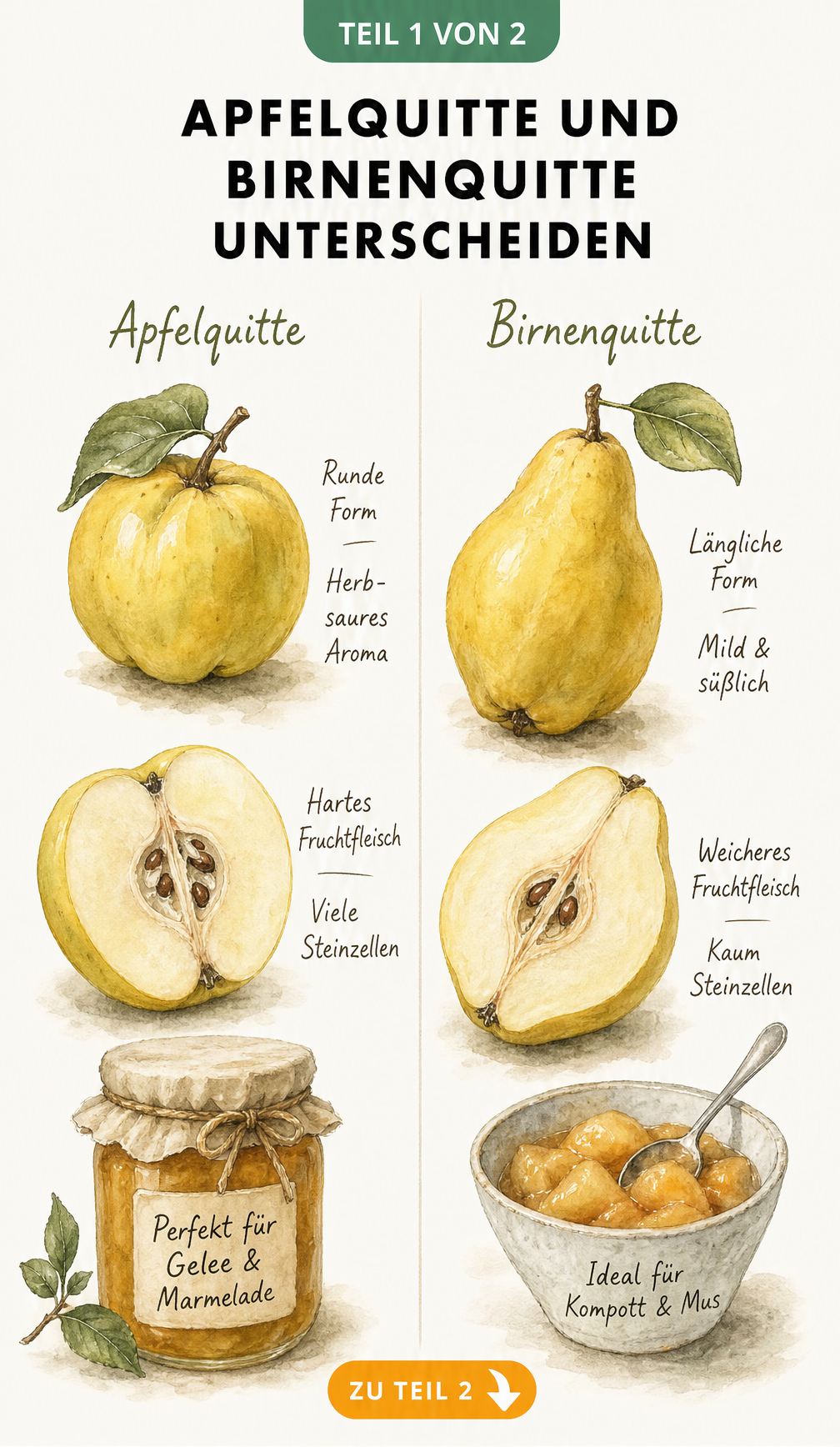 Aquarell-Illustration einer runden Apfelquitte und einer länglichen Birnenquitte mit aufgeschnittenen Fruchthälften und Beschriftungen zu Form, Geschmack und...