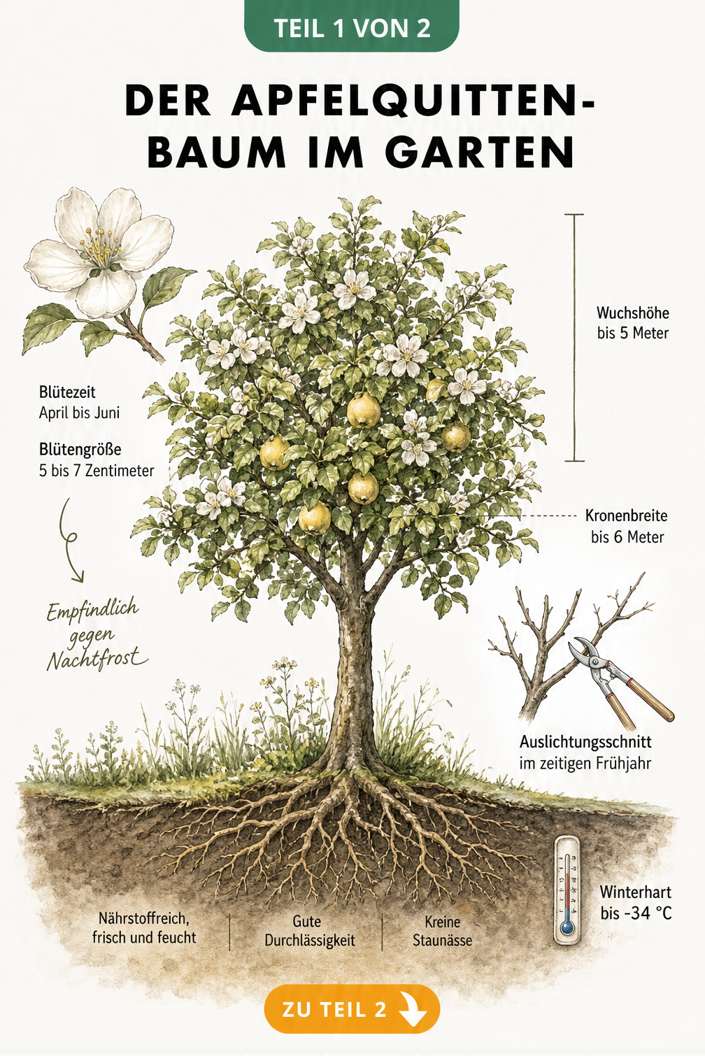Botanische Illustration eines Apfelquitten-Baums mit Wurzelwerk, Blüte und Pflegehinweisen