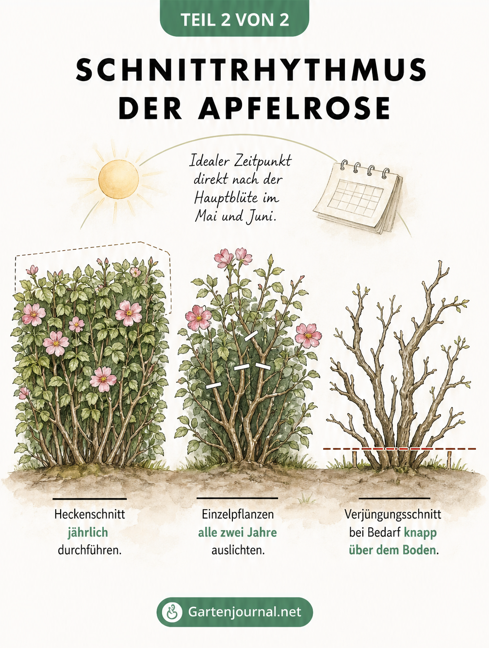 Illustration von drei Apfelrosen-Sträuchern, die den Heckenschnitt, das Auslichten von Einzelpflanzen und den Verjüngungsschnitt zeigen.