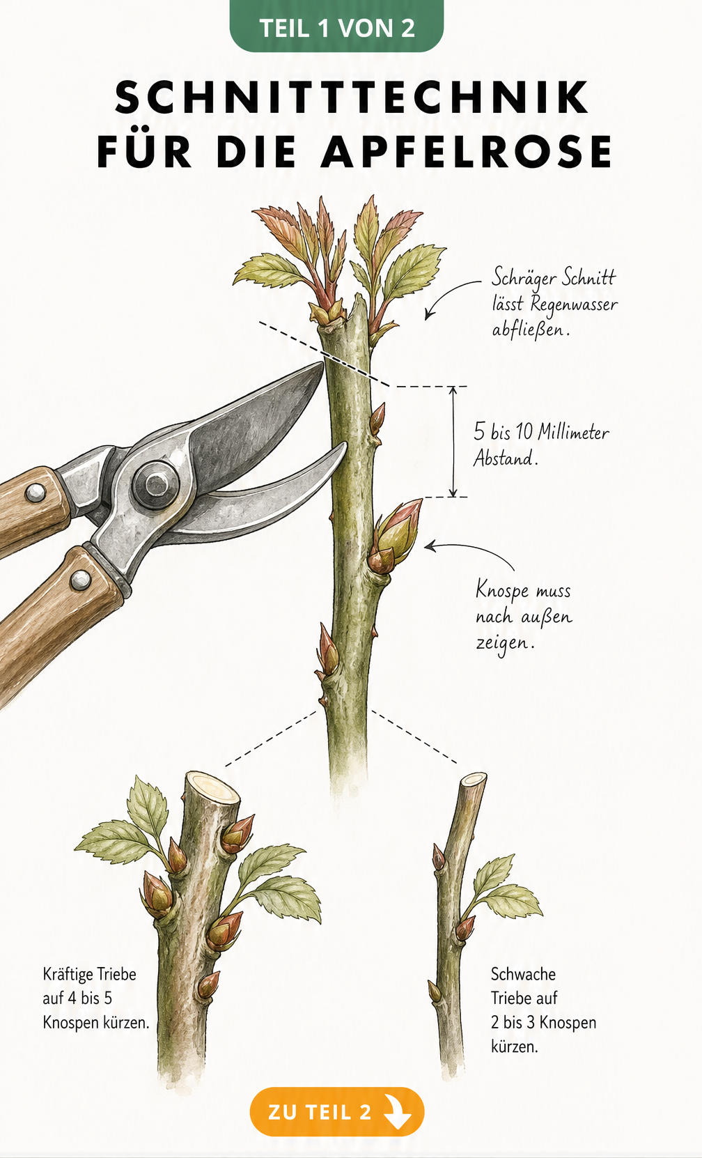 Botanische Illustration eines Apfelrosen-Triebes mit Gartenschere, die den schrägen Schnittwinkel und den Abstand zur Knospe zeigt.