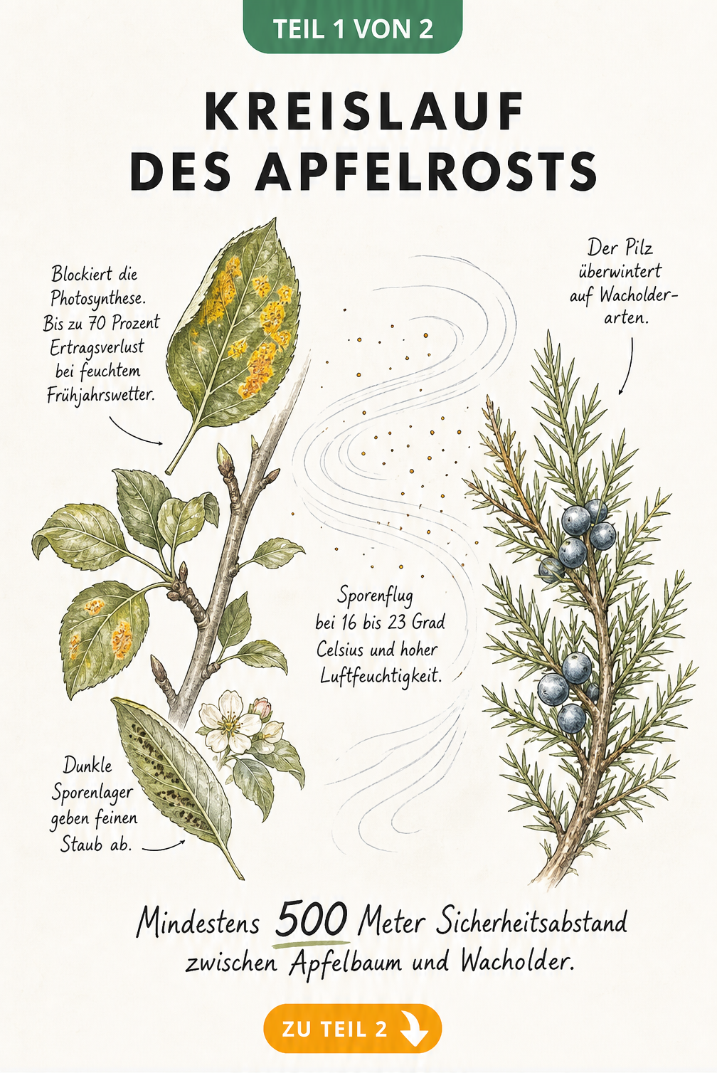 Botanische Illustration des Apfelrost-Kreislaufs zwischen Apfelbaum und Wacholder mit Sporenflug und Blattdetails