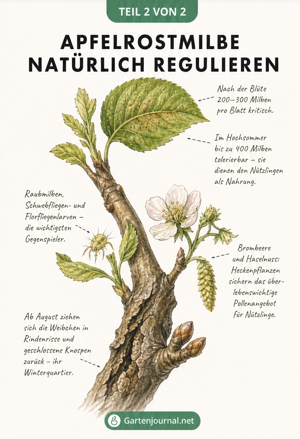 Illustration eines Apfelzweigs als Zeitachse, die den Lebenszyklus der Apfelrostmilbe und ihre natürlichen Gegenspieler wie Raubmilben zeigt.
