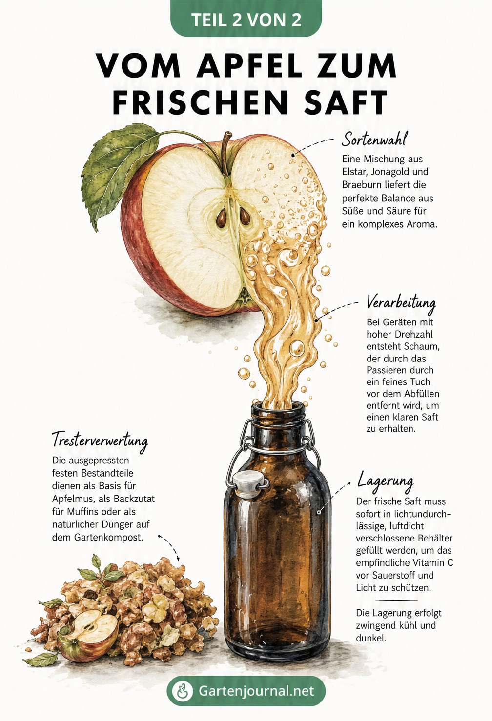 Botanische Illustration eines Apfels, der sich in fließenden Saft verwandelt und in eine dunkle Glasflasche mündet, mit Tipps zu Sortenwahl, Verarbeitung und...