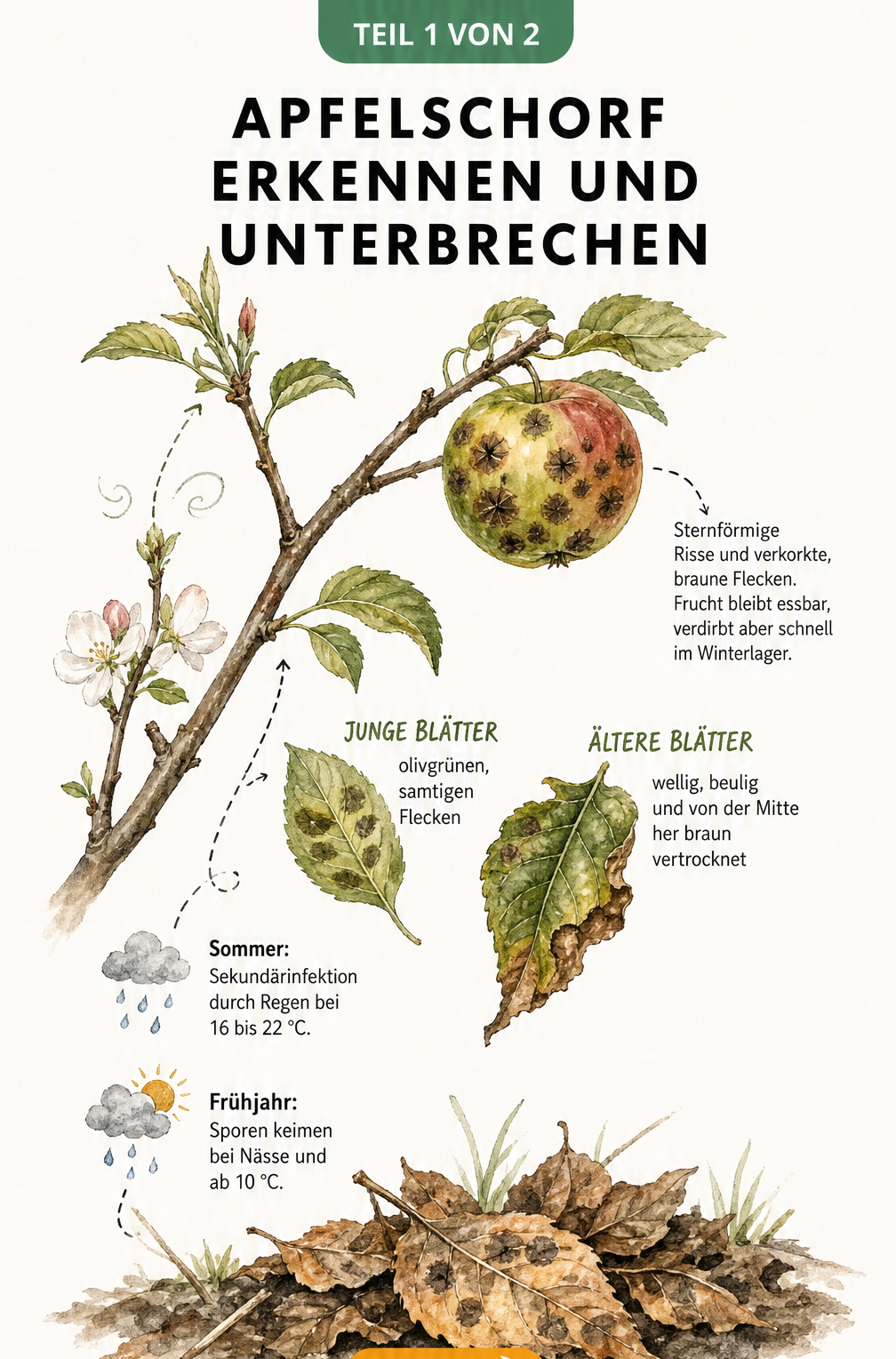 Illustration des Infektionskreislaufs von Apfelschorf mit Schadbildern an Blättern und Früchten