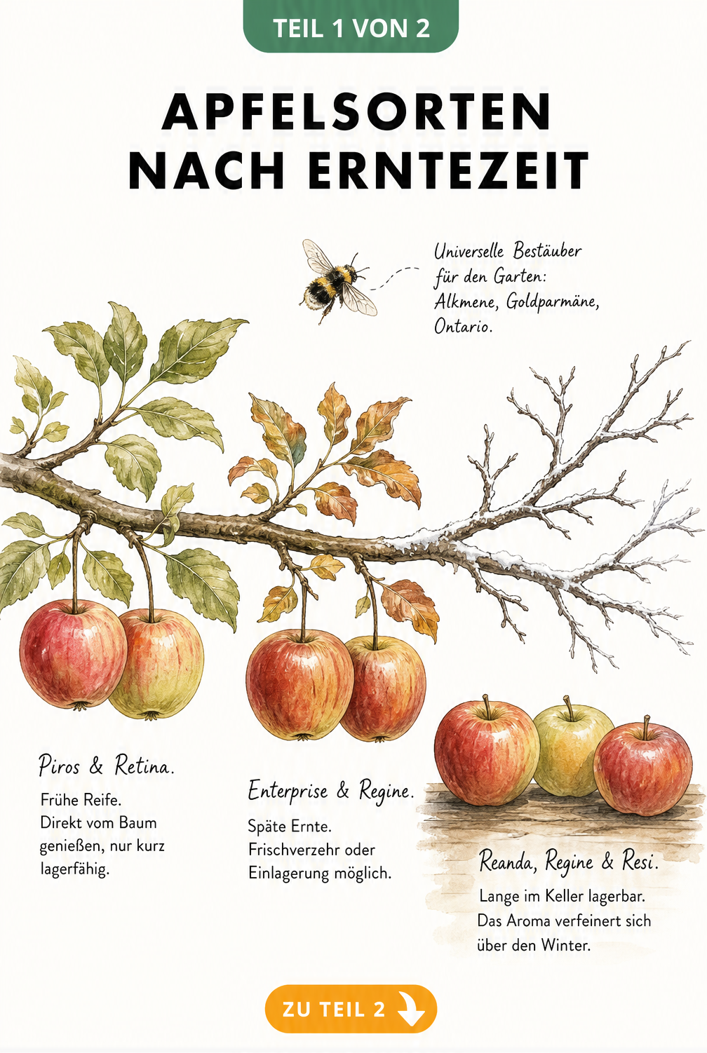 Illustration eines Apfelbaumastes, der die Erntezeit verschiedener Apfelsorten von Sommer bis Winter zeigt.