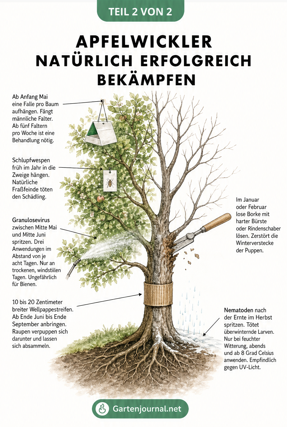 Querschnitt eines Apfelbaums im Jahresverlauf mit natürlichen Bekämpfungsmethoden gegen den Apfelwickler wie Pheromonfallen, Schlupfwespen und Wellpappestreifen