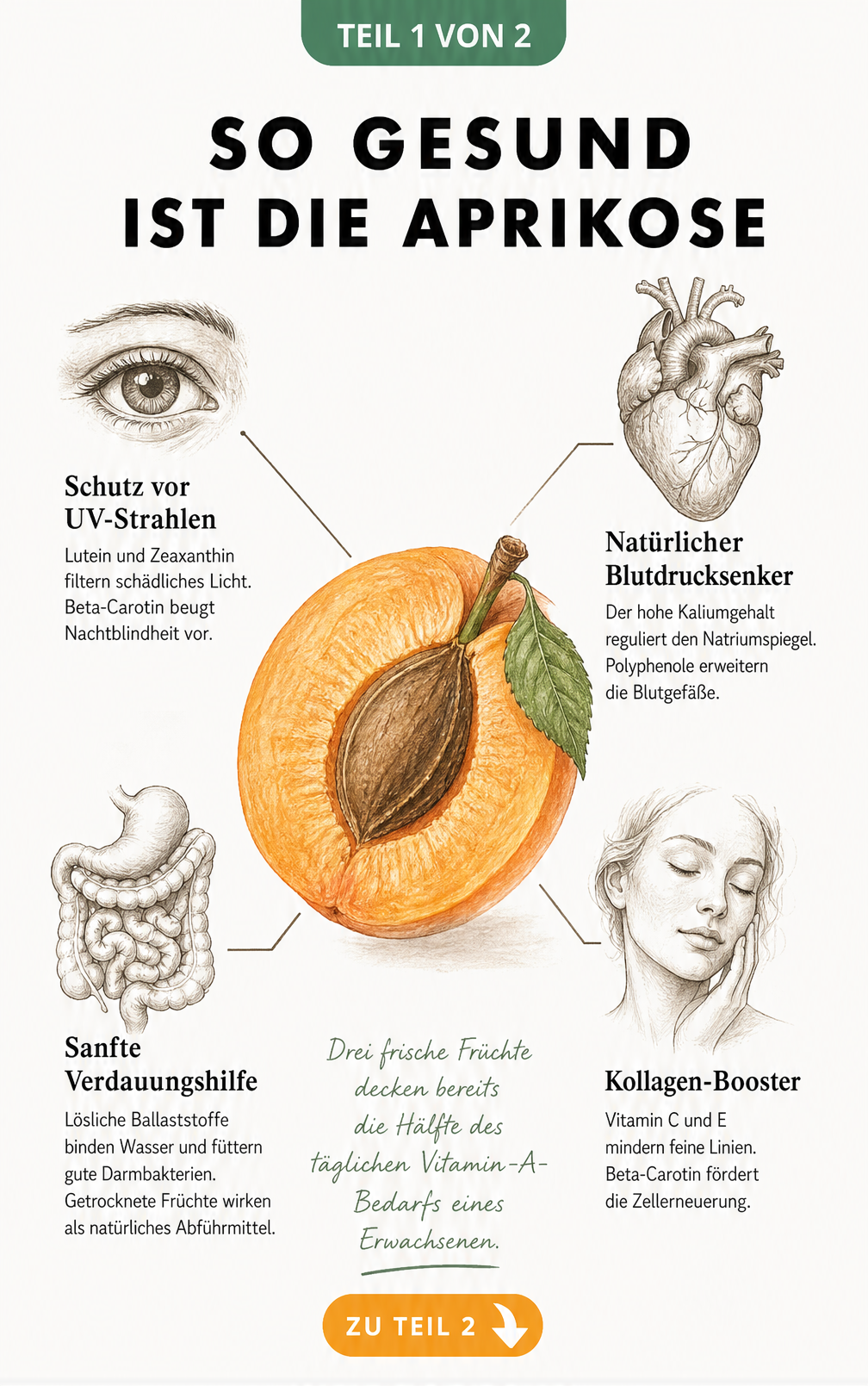 Botanische Illustration einer halbierten Aprikose mit anatomischen Skizzen zu Auge, Herz, Magen und Haut