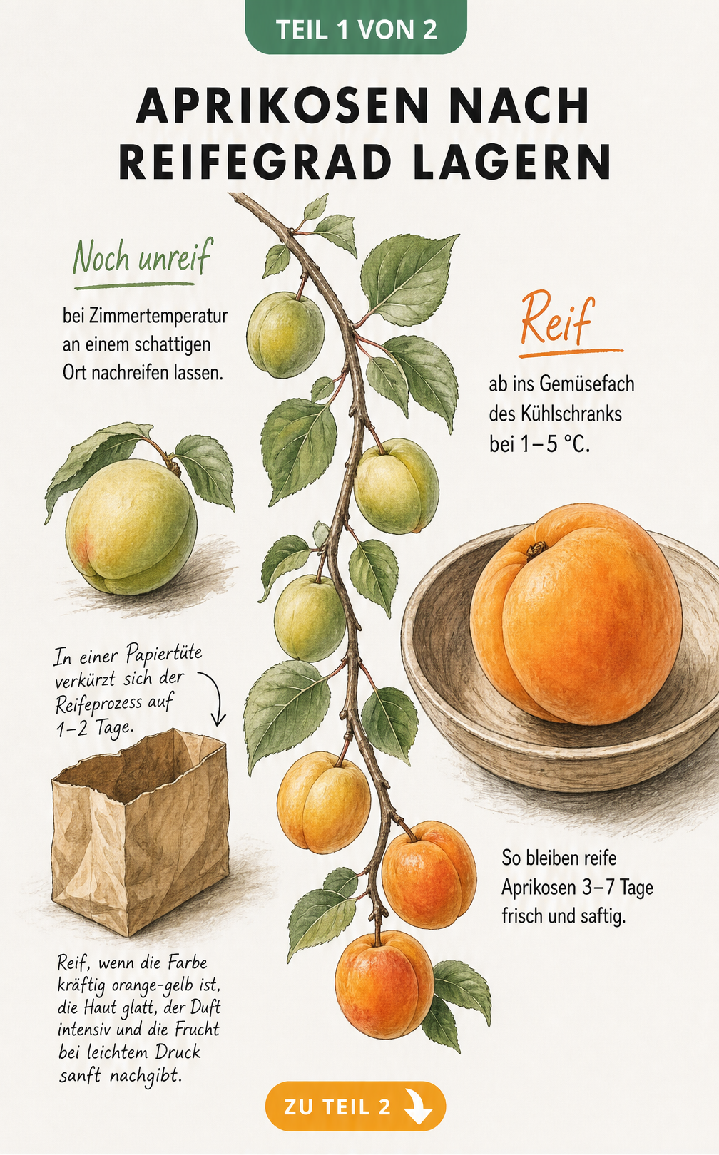 Botanische Illustration einer unreifen und einer reifen Aprikose mit Hinweisen zur Lagerung nach Reifegrad