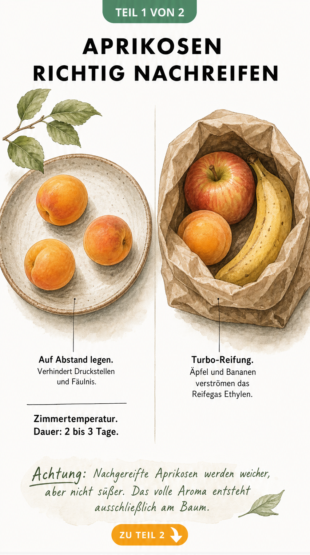 Illustration zweier Methoden zum Nachreifen von Aprikosen: auf einem Teller bei Zimmertemperatur und in einer Papiertüte mit Äpfeln und Bananen.