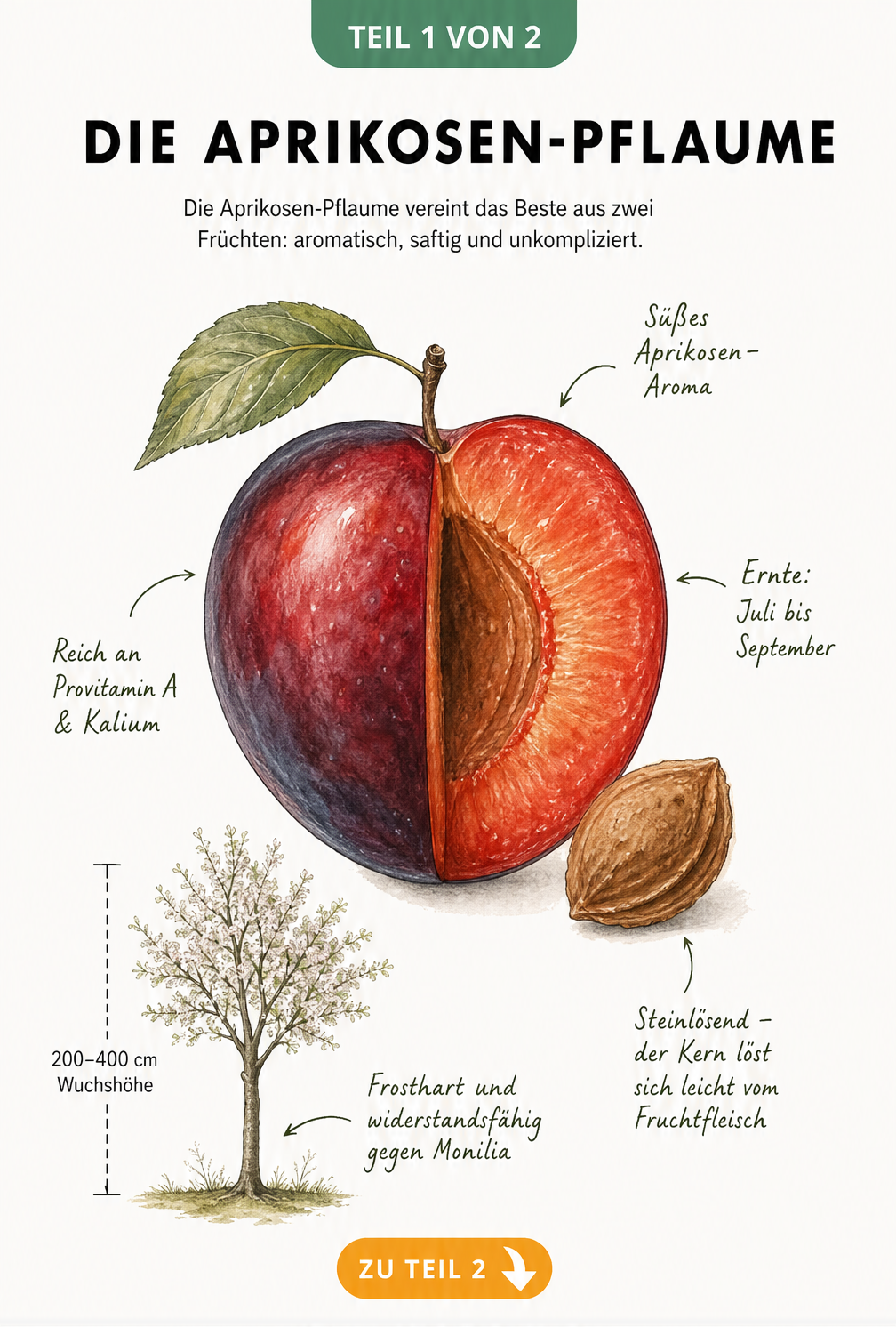 Botanische Illustration einer aufgeschnittenen Aprikosen-Pflaume mit Kern, Baum-Silhouette und Fakten zu Ernte und Inhaltsstoffen