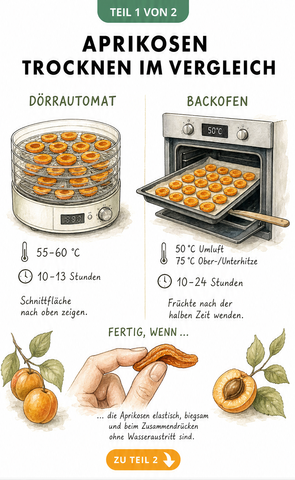 Vergleich der Trocknungsmethoden für Aprikosen im Dörrautomat und Backofen mit Temperatur- und Zeitangaben
