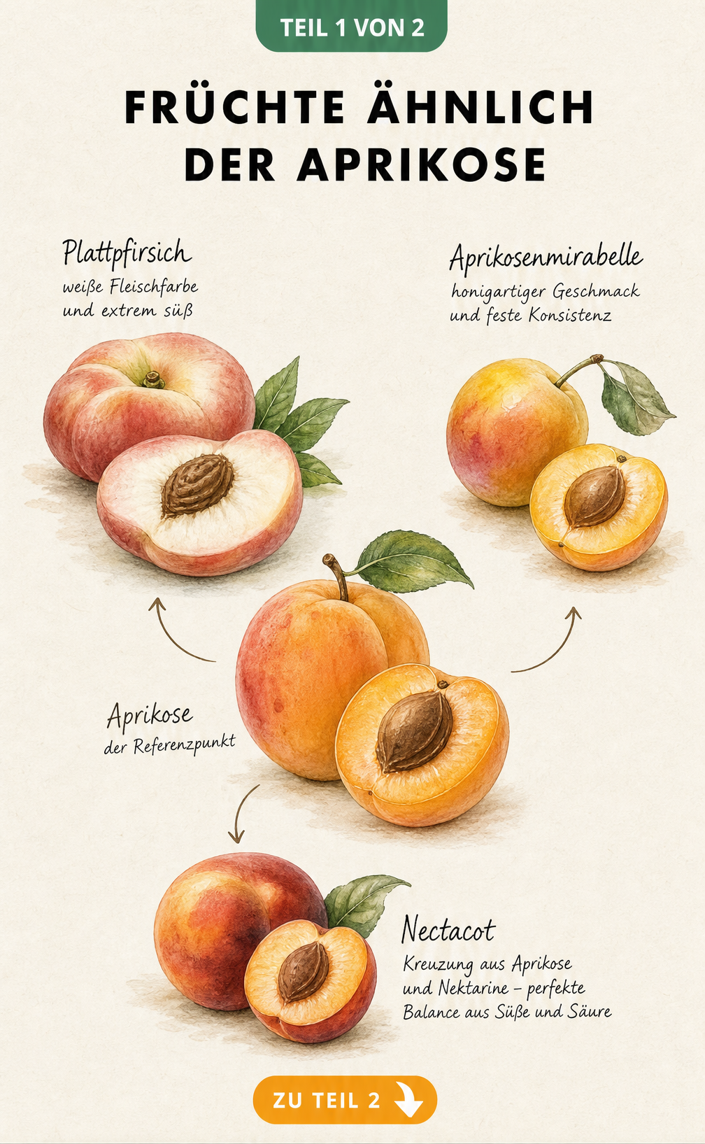 Botanische Illustration einer Aprikose umgeben von Plattpfirsich, Aprikosenmirabelle und Nectacot