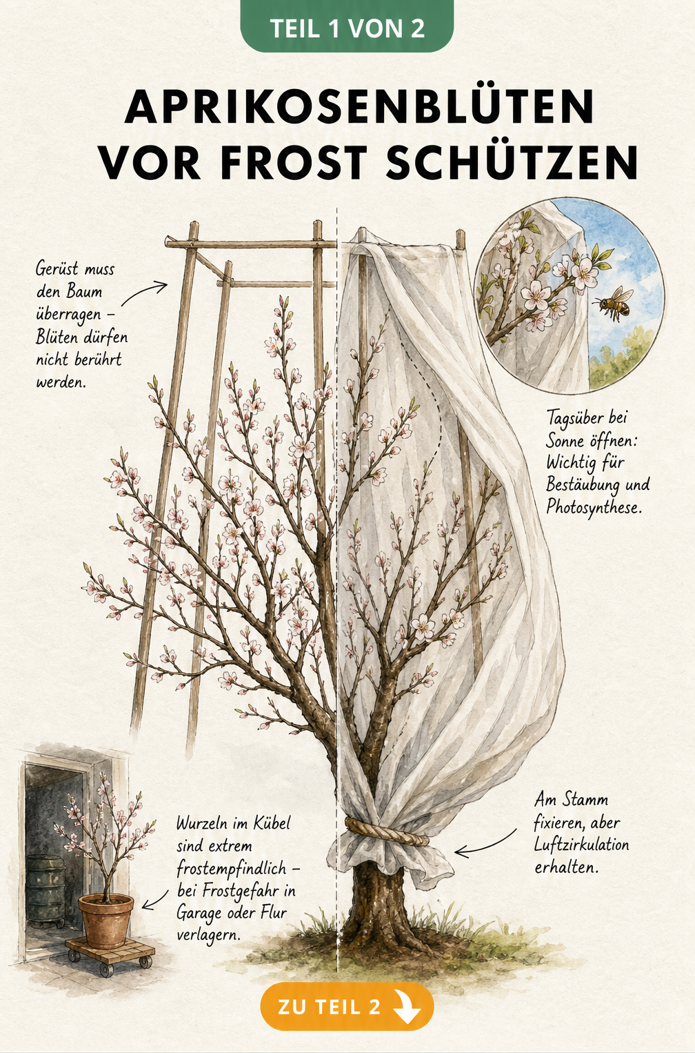 Botanische Skizze eines Aprikosenbaums mit Gartenvlies über einem Holzgerüst zum Schutz der Blüten vor Frost