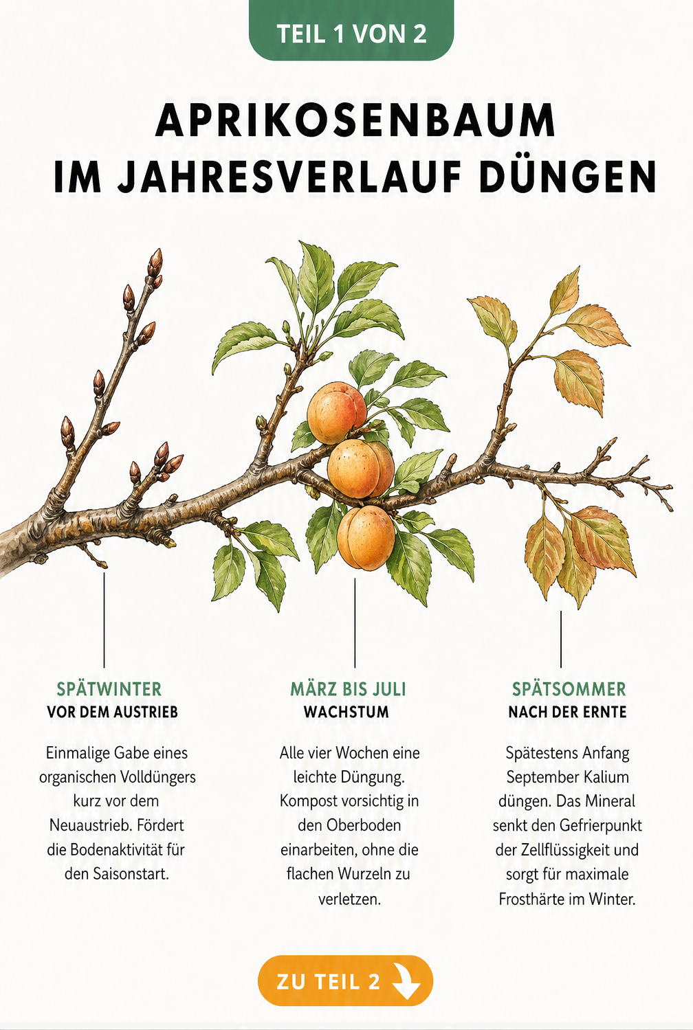 Illustration eines Aprikosenastes in drei Entwicklungsstadien mit Düngehinweisen für Spätwinter, Wachstum und Spätsommer.