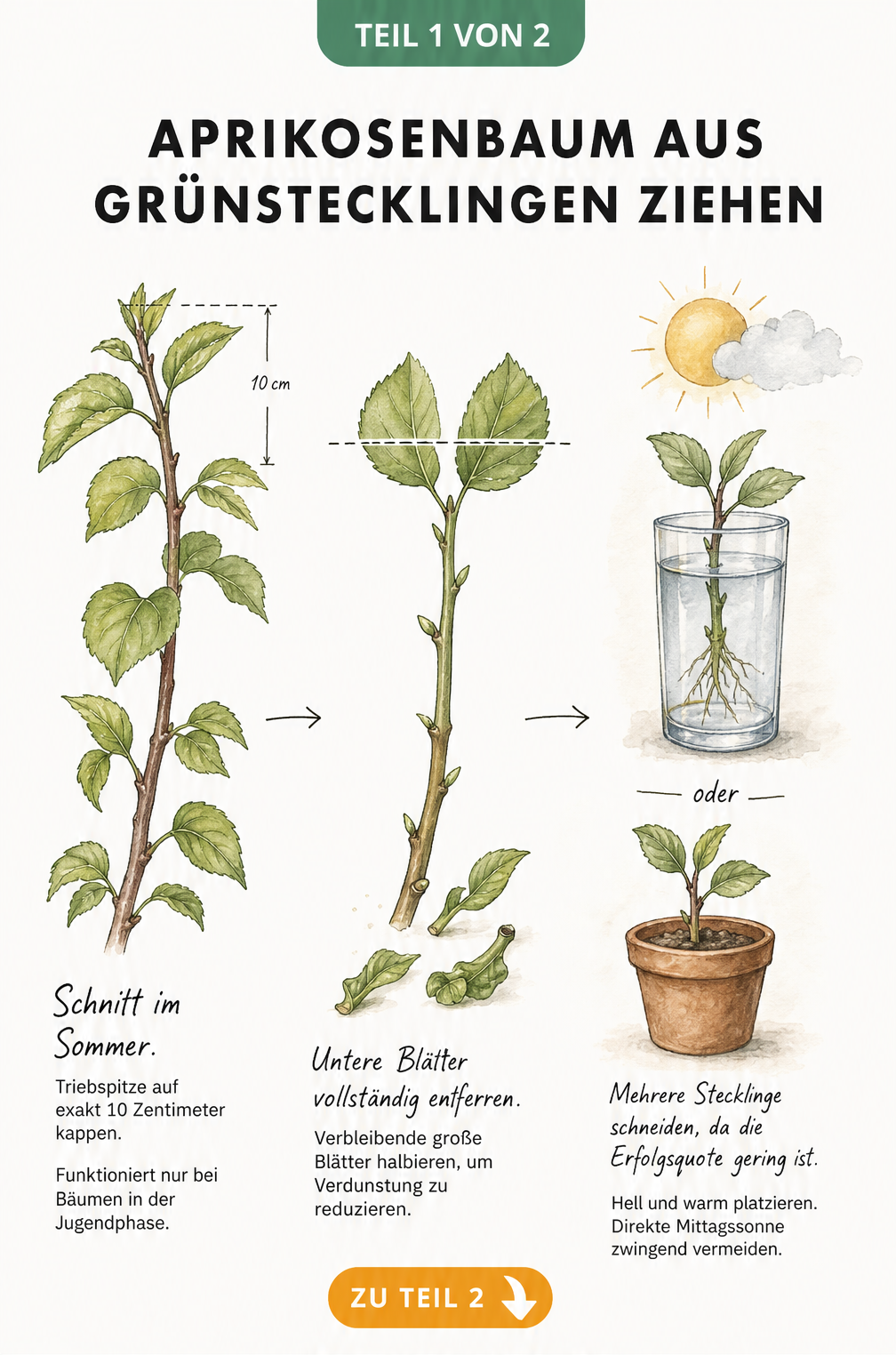 Aquarell-Illustration: Aprikosenbaum aus Grünstecklingen ziehen, mit Schnittanleitung und Bewurzelung im Wasserglas oder Tontopf