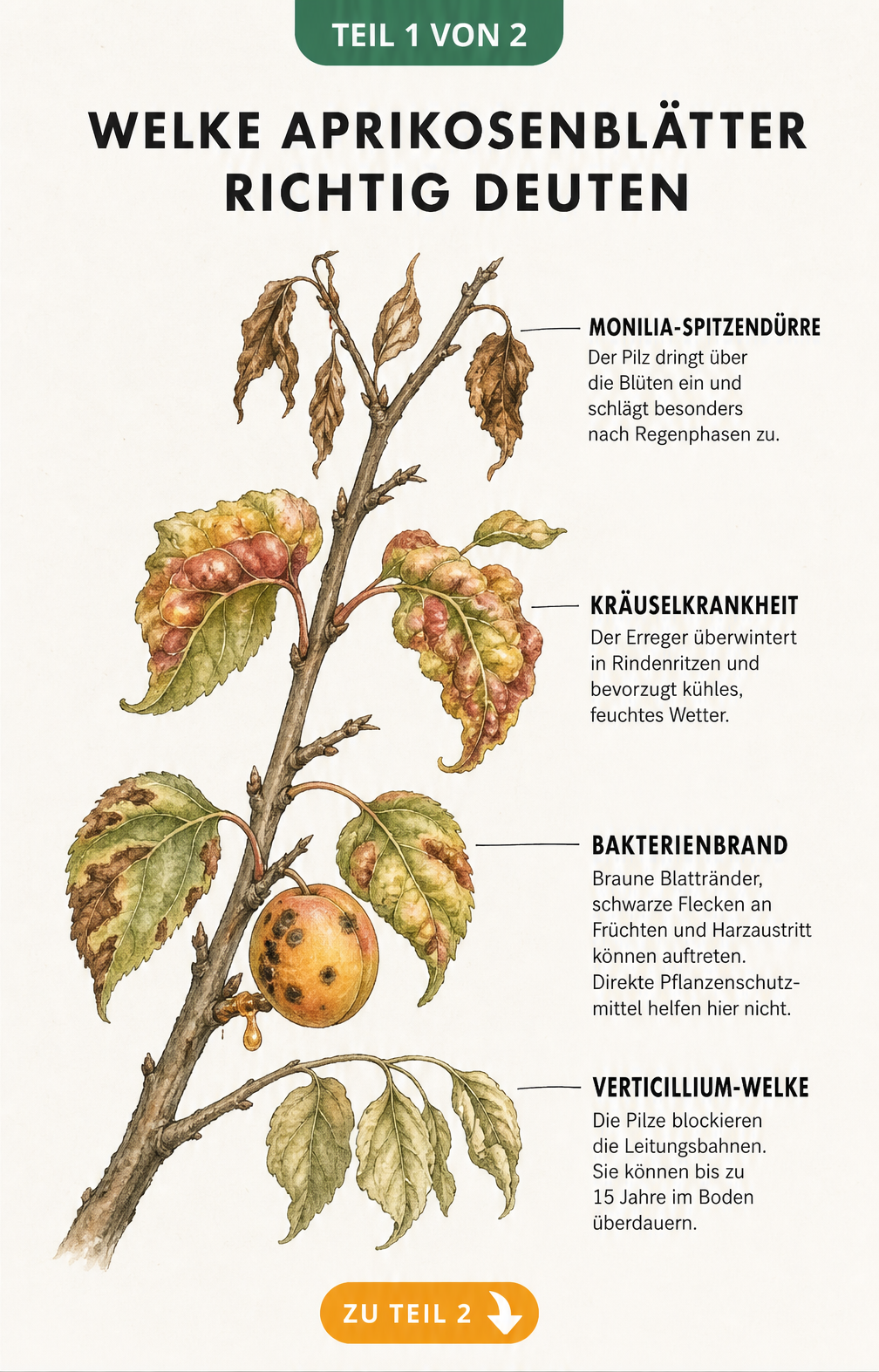 Illustration eines Aprikosenzweigs mit Schadbildern von Monilia-Spitzendürre, Kräuselkrankheit, Bakterienbrand und Verticillium-Welke