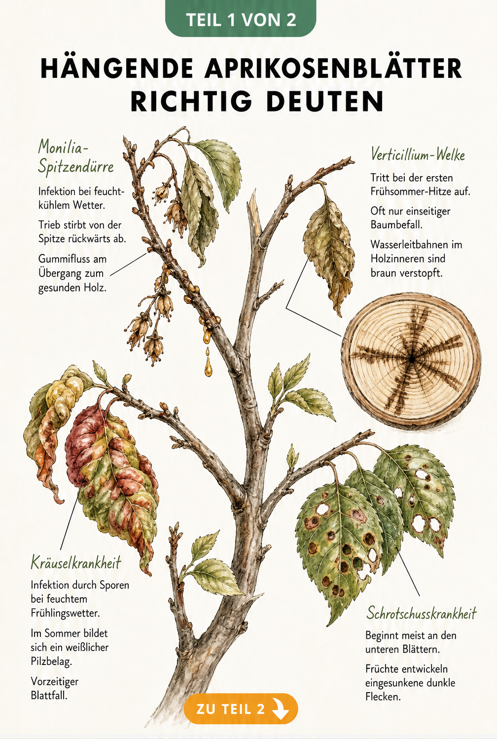 Illustration eines Aprikosenzweigs mit Schadbildern von Monilia-Spitzendürre, Verticillium-Welke, Kräuselkrankheit und Schrotschusskrankheit.