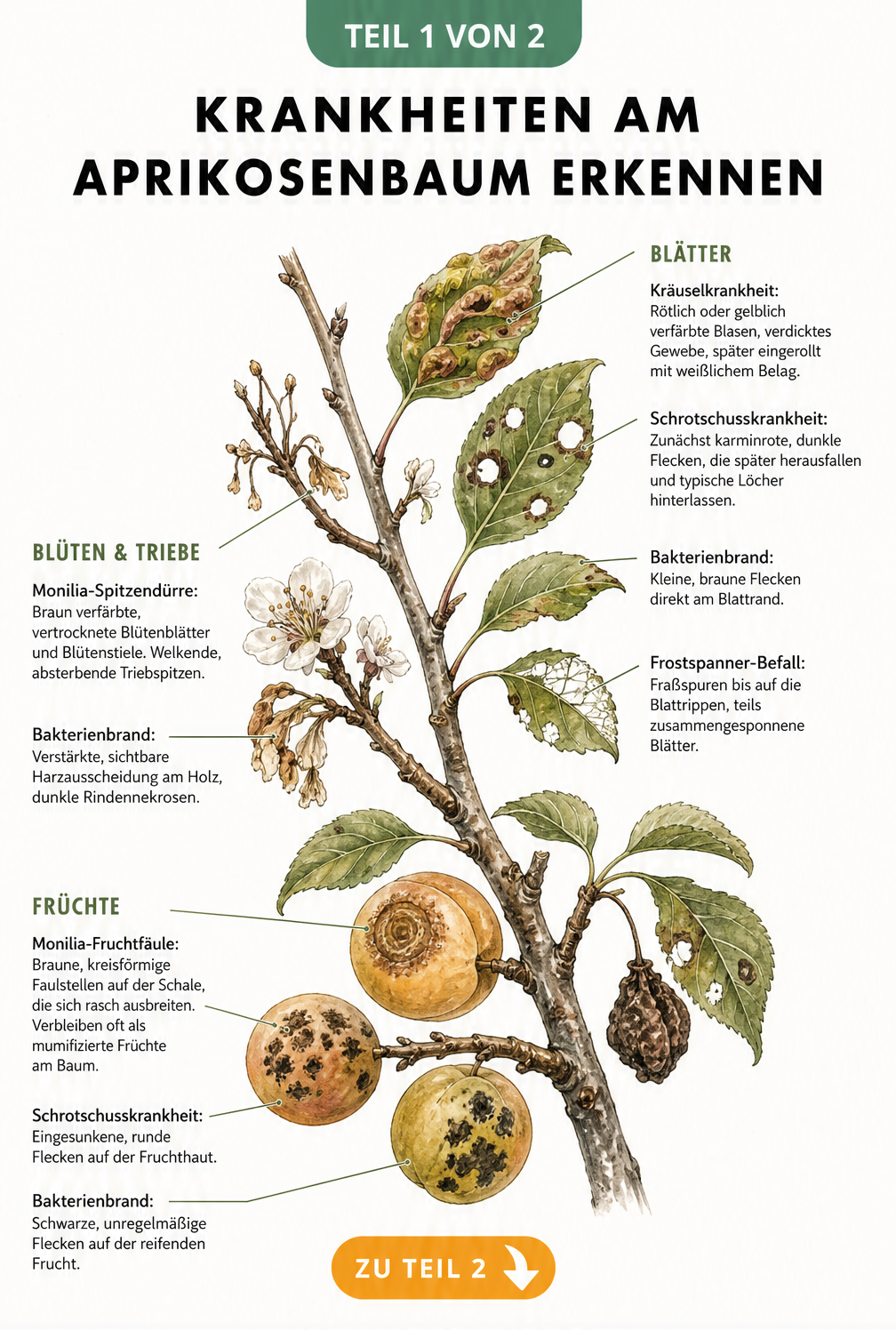 Illustration eines Aprikosenzweigs mit Symptomen von Kräuselkrankheit, Schrotschusskrankheit, Bakterienbrand und Monilia