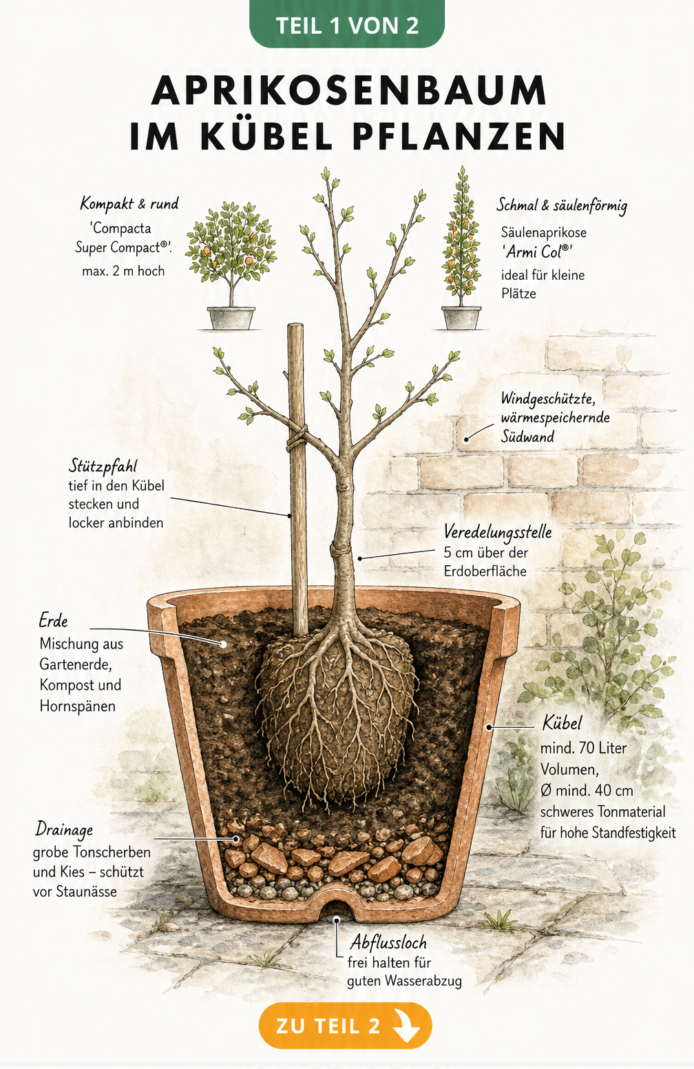 Querschnitt eines bepflanzten Terracotta-Topfes mit einem Aprikosenbaum, der Drainage, Erde und Veredelungsstelle zeigt.