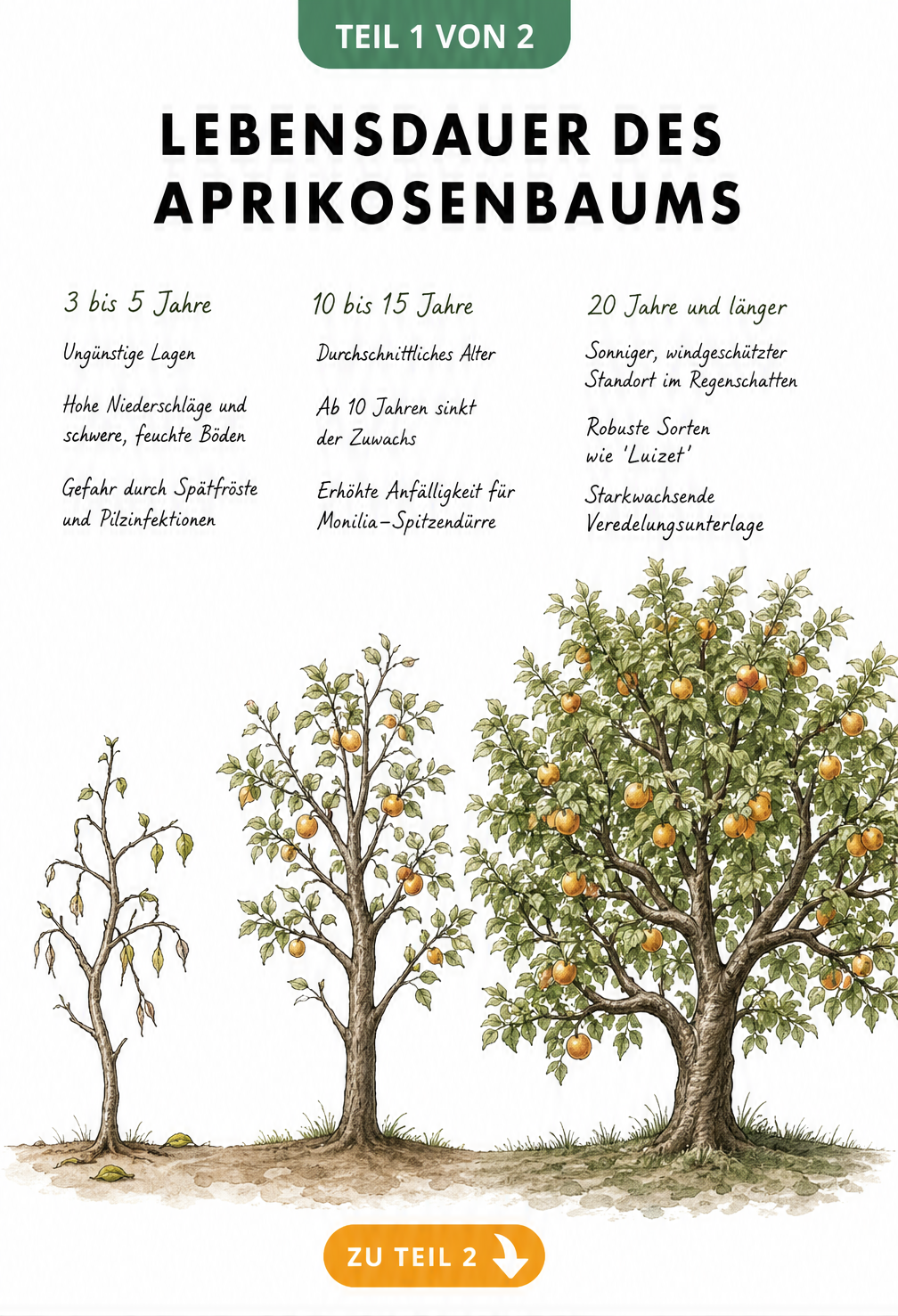 Illustration von drei Aprikosenbäumen in verschiedenen Entwicklungsstadien, die die Lebensdauer von 3 bis über 20 Jahren zeigen.
