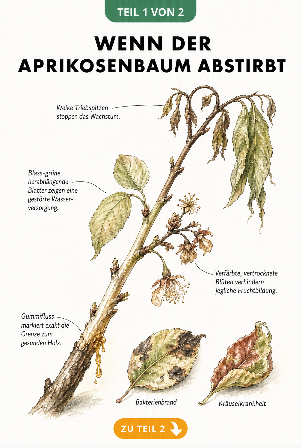 Botanische Illustration eines Aprikosenzweigs mit Symptomen der Monilia-Spitzendürre wie welken Triebspitzen und Gummifluss