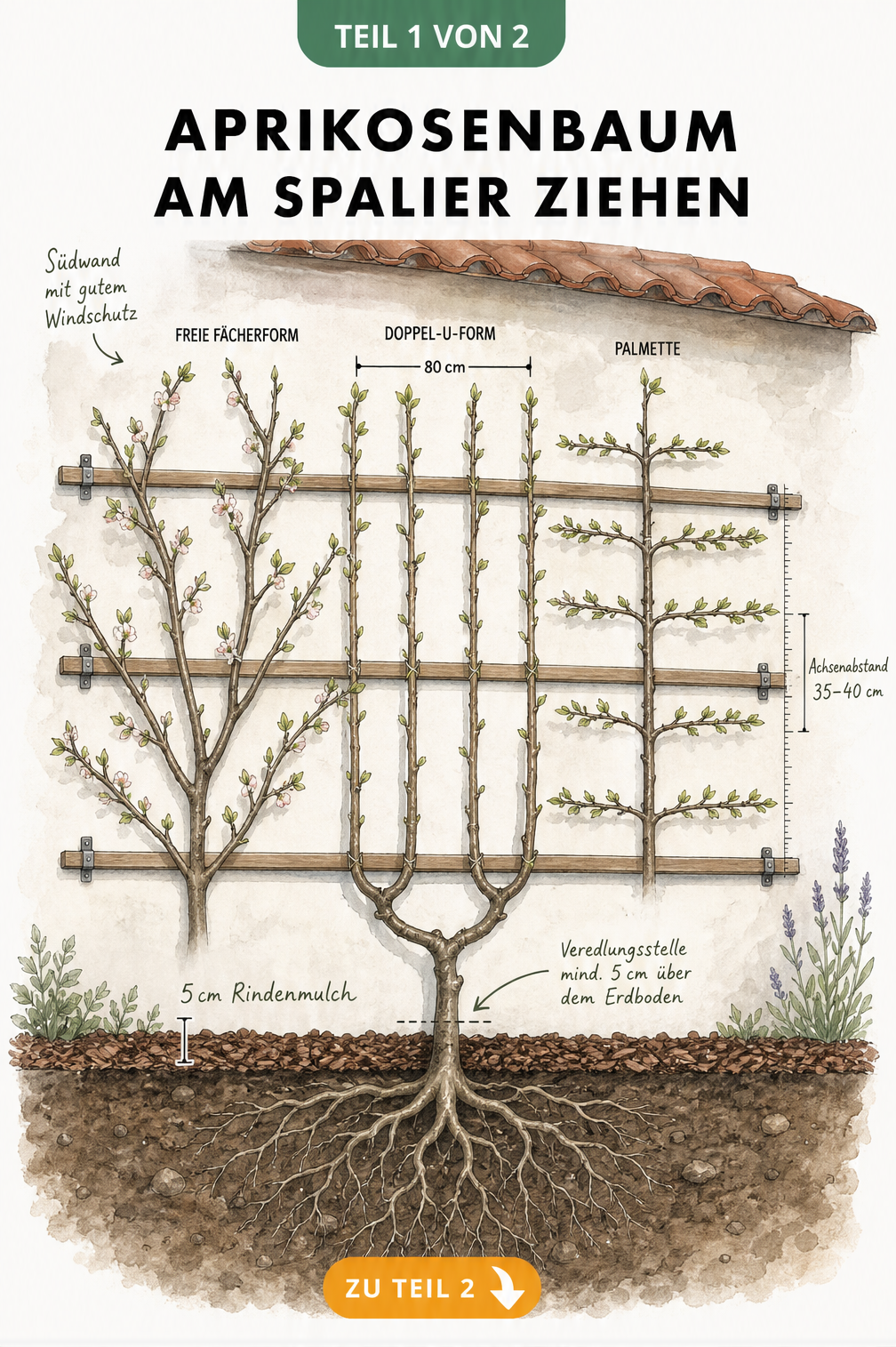 Illustration eines Aprikosenbaums am Spalier mit Pflanztiefe, Rindenmulch und verschiedenen Spalierformen wie Fächerform, Doppel-U-Form und Palmette.