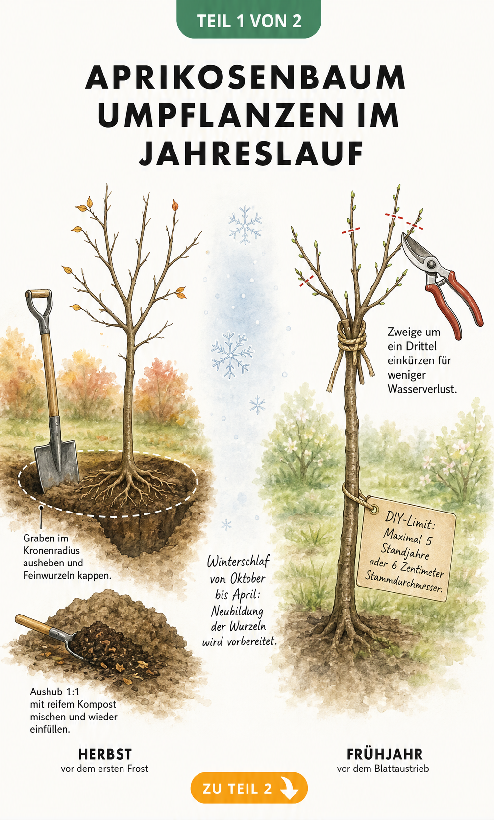 Zweigeteilte Illustration eines Aprikosenbaums, die die Vorbereitung im Herbst mit Spaten und Kompost sowie den Rückschnitt im Frühjahr zeigt