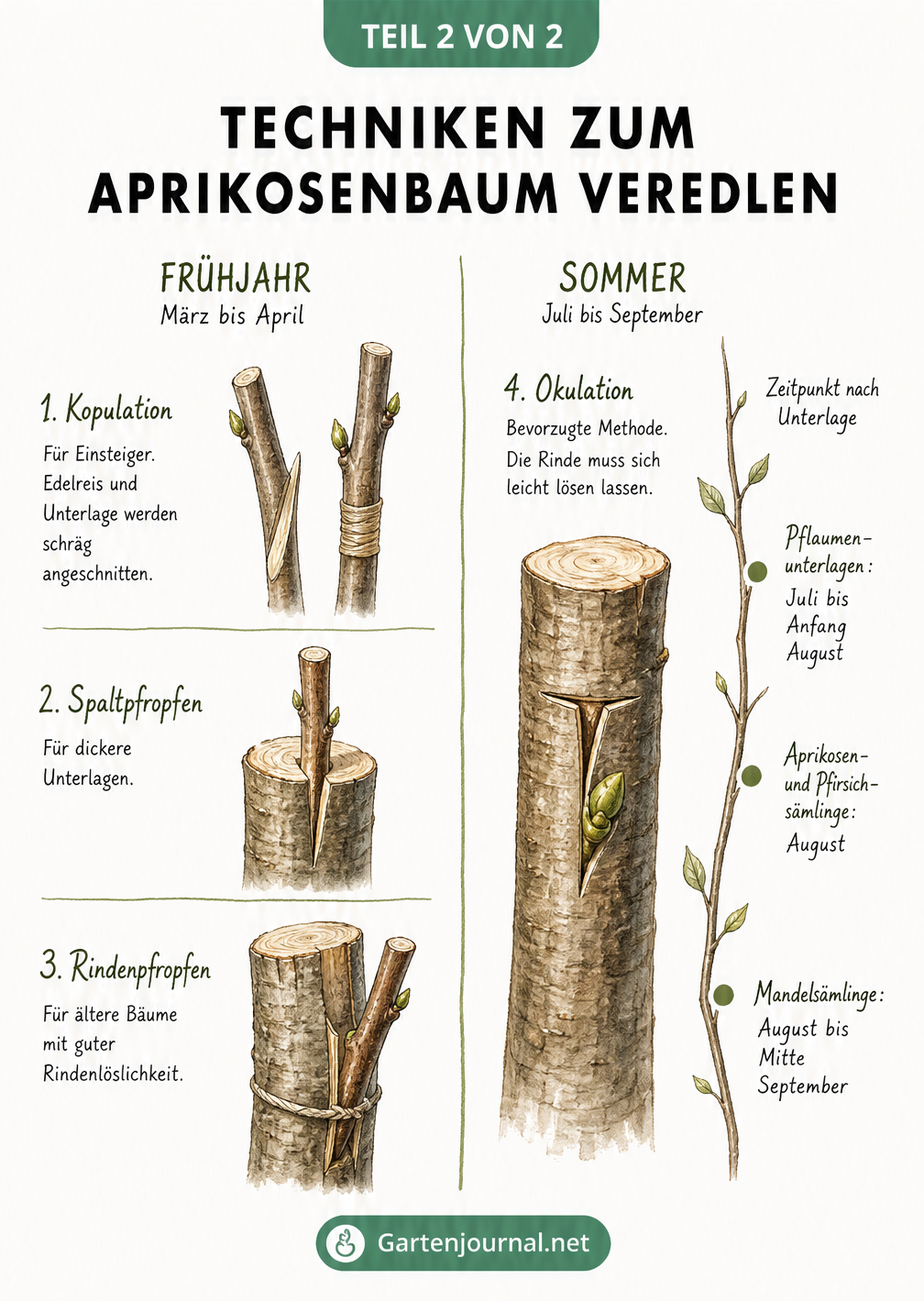 Illustration verschiedener Veredelungstechniken für Aprikosenbäume im Frühjahr und Sommer, darunter Kopulation, Spaltpfropfen, Rindenpfropfen und Okulation mit...