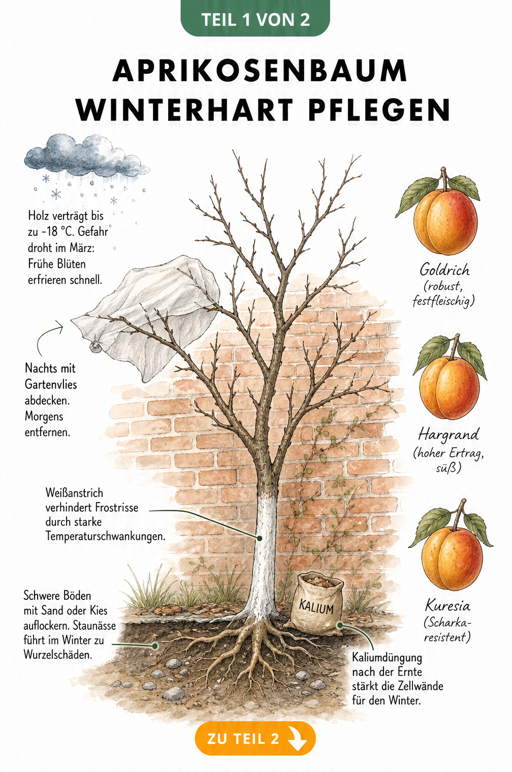 Illustration eines Aprikosenbaums mit Winterschutz, Frostwolke und frostresistenten Sorten