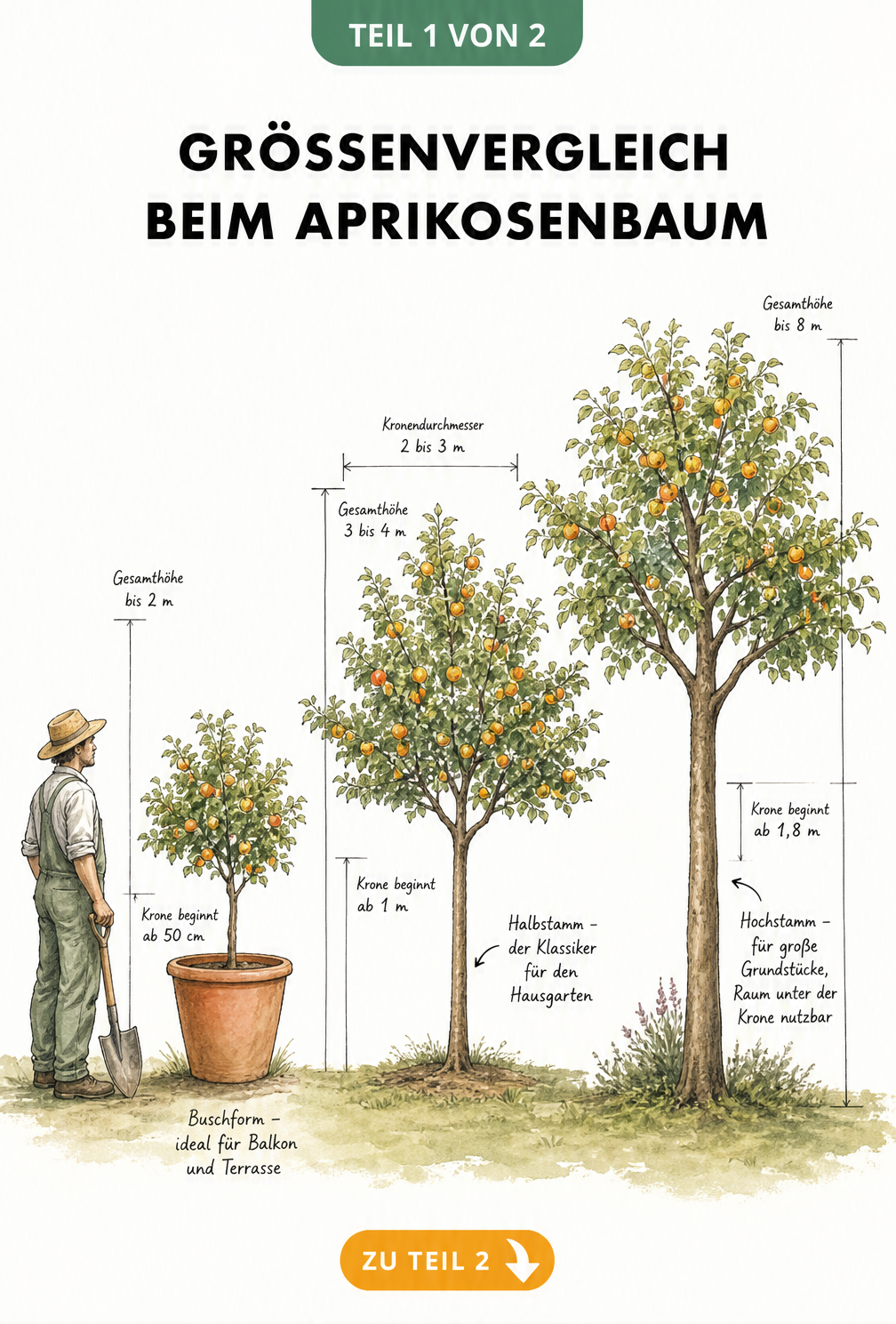 Illustration von drei Aprikosenbäumen in verschiedenen Wuchsformen mit Höhenangaben: Buschform im Kübel, Halbstamm und Hochstamm.