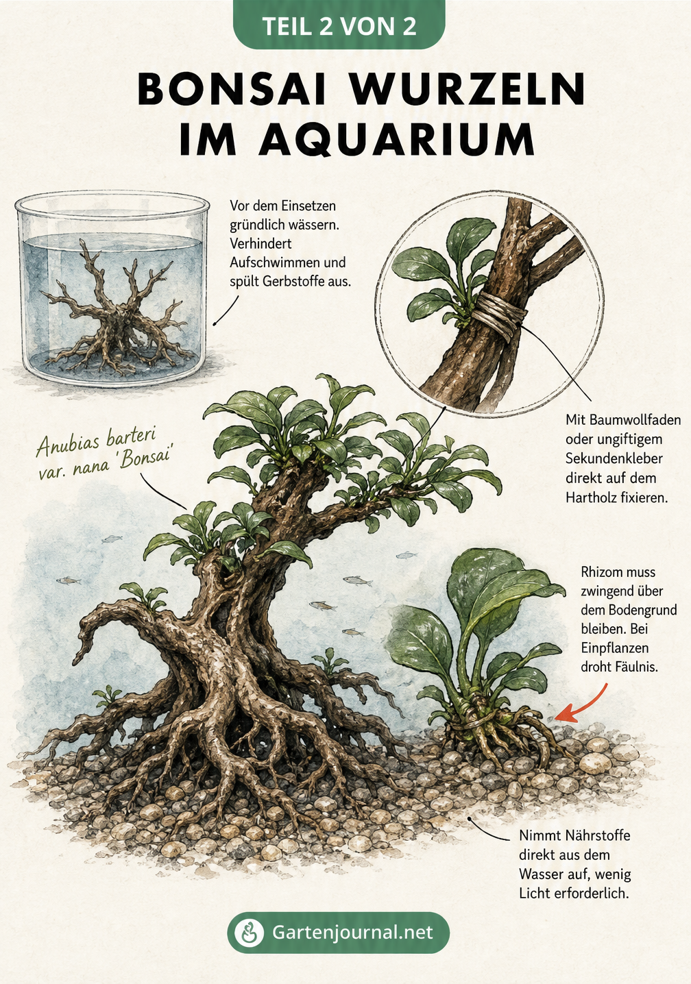 Zeichnung einer Hartholzwurzel im Aquarium mit aufgebundener Anubias-Pflanze und Detailansicht des Rhizoms über dem Kies.