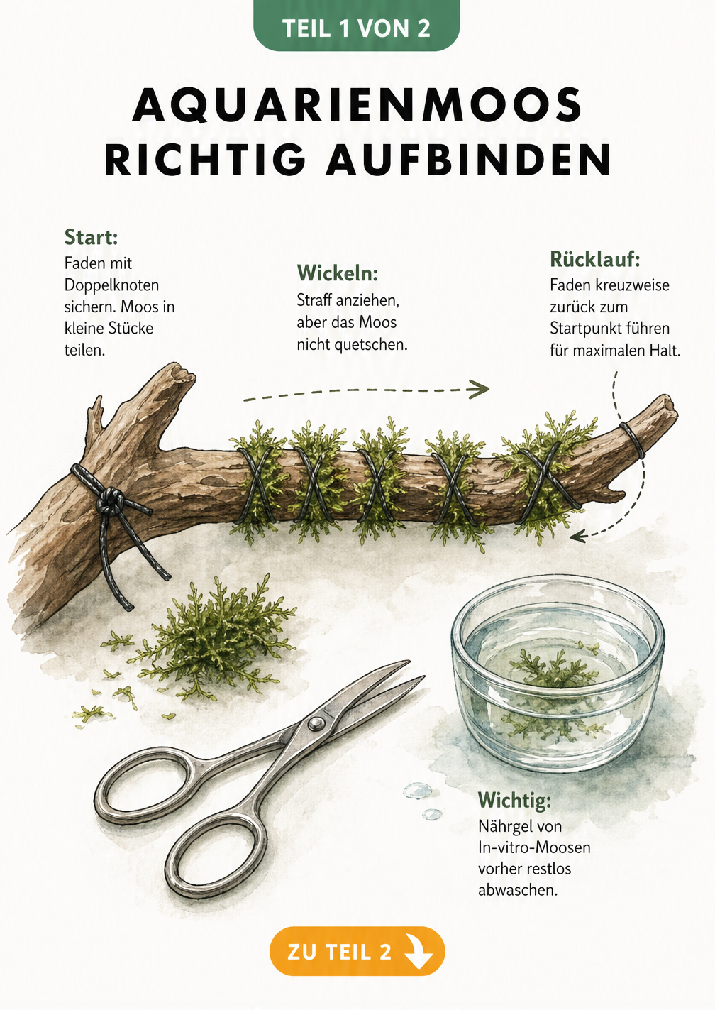 Illustration einer Aquarienwurzel, auf die Moos mit einem Faden aufgebunden wird, inklusive Schere und Wasserbehälter