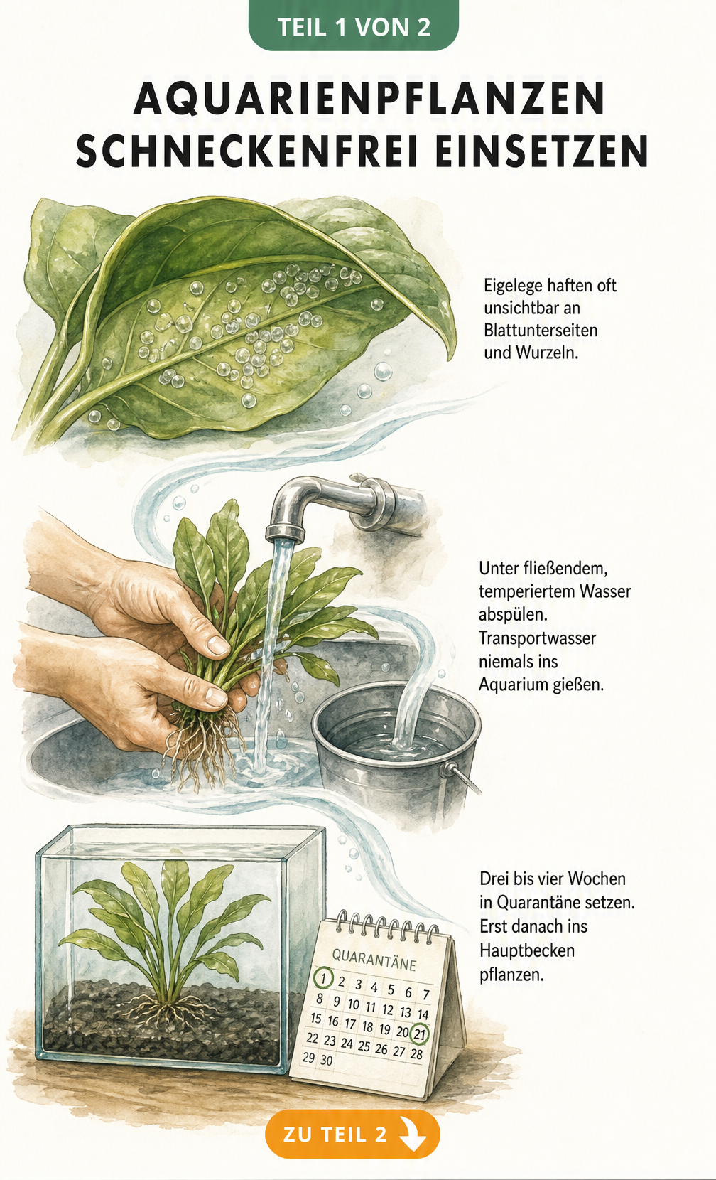 Illustration einer Wasserpflanze, die unter fließendem Wasser abgespült und in ein Quarantänebecken gesetzt wird, um Schneckeneier zu entfernen.