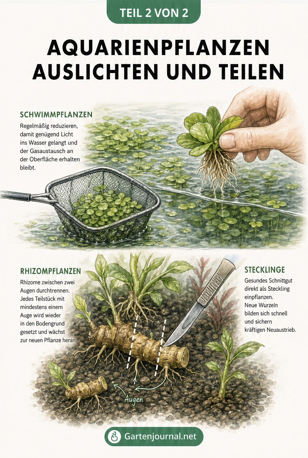Illustration zum Auslichten von Schwimmpflanzen mit Kescher und Teilen eines Rhizoms mit Skalpell.