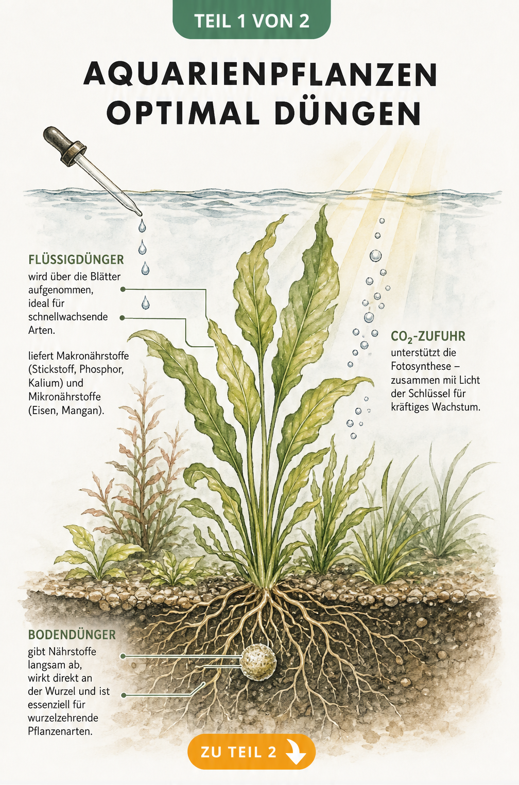 Botanische Querschnitt-Illustration eines bepflanzten Aquariums mit Erklärung von Flüssigdünger im Freiwasser und Bodendünger an den Wurzeln