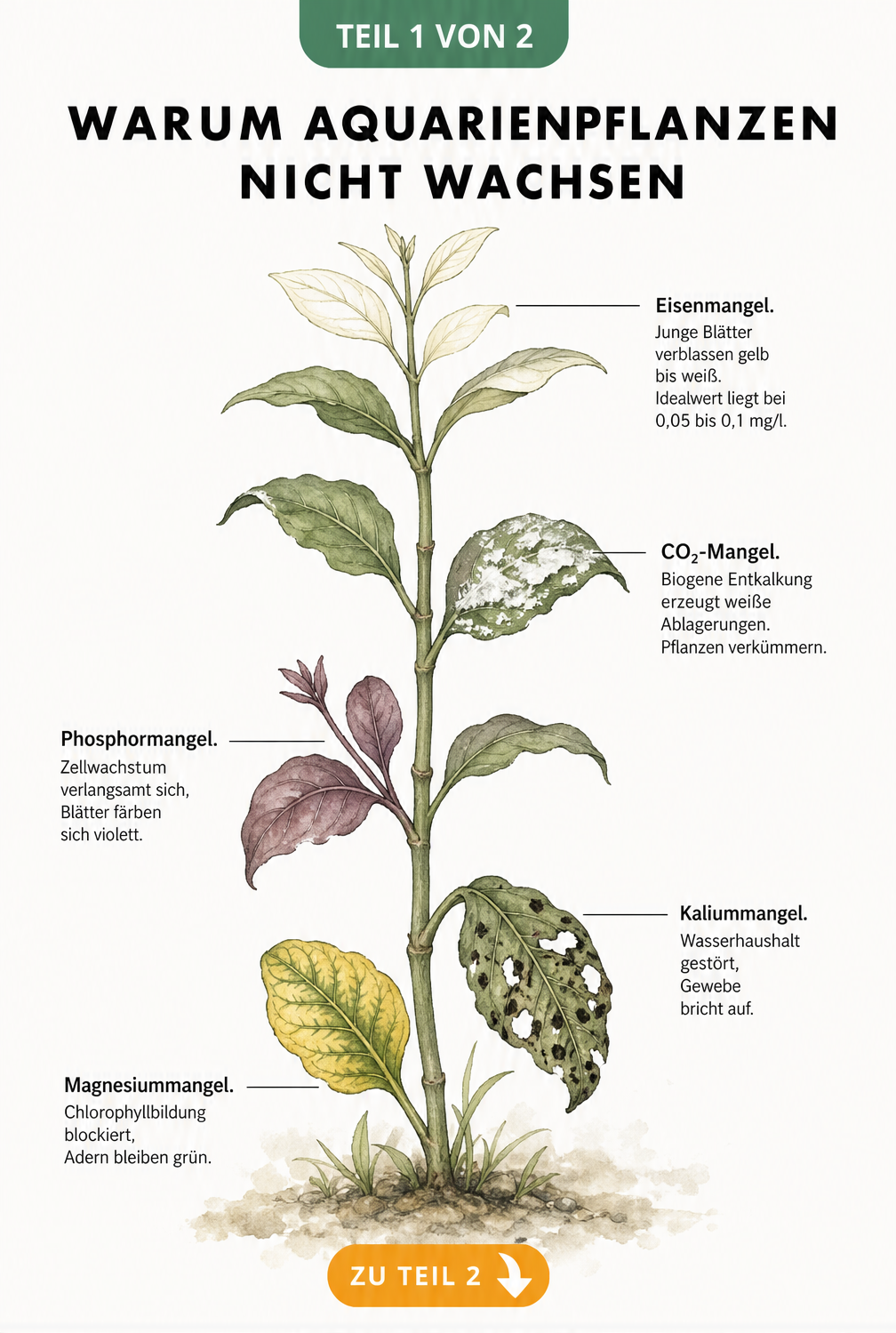 Botanische Illustration einer Aquarienpflanze mit Schadbildern wie weißen Blättern bei Eisenmangel und Löchern bei Kaliummangel